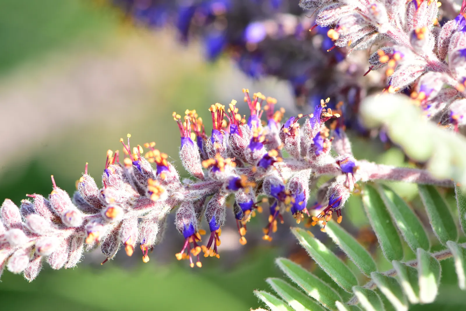 Lead Plant (Amorpha Canescens) — Amorpha canescens, commonly known as Lead Plant, is a hardy, deciduous shrub native to North American prairies; it attracts