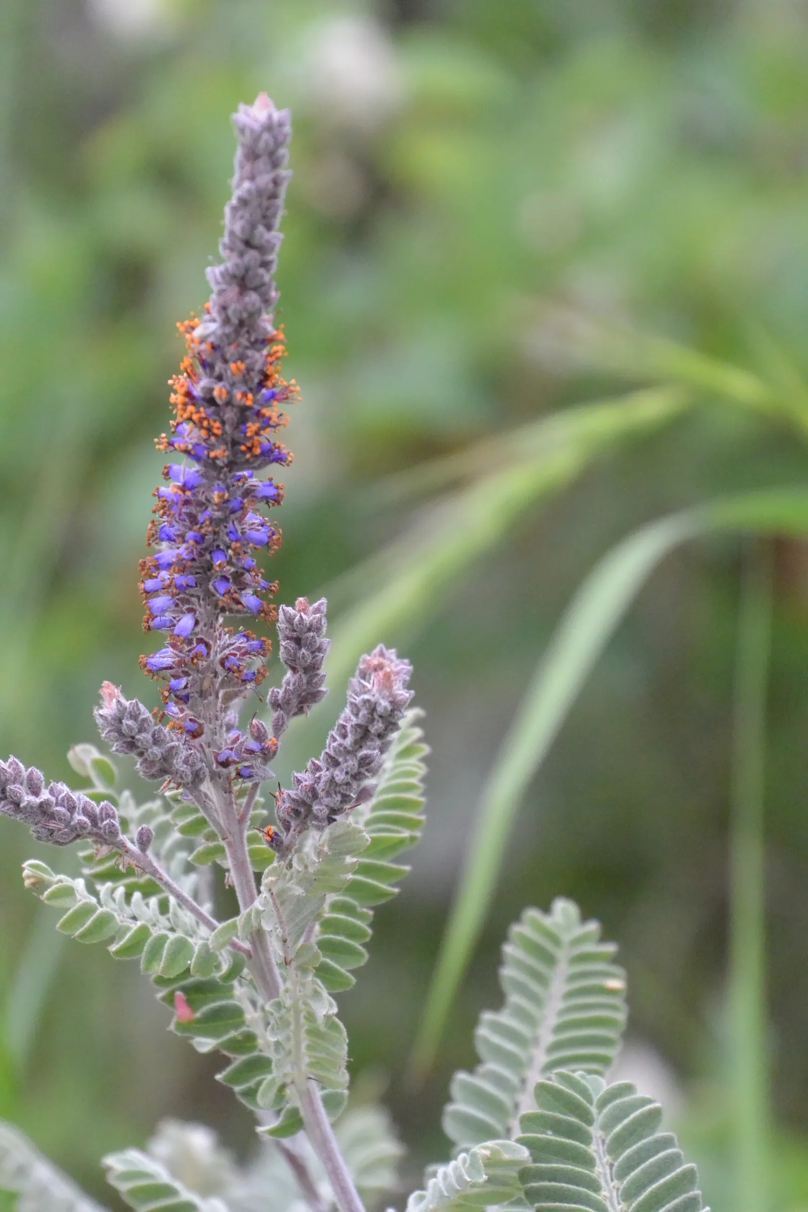 Lead Plant (Amorpha Canescens) — the Lead Plant produces showy spikes of tiny