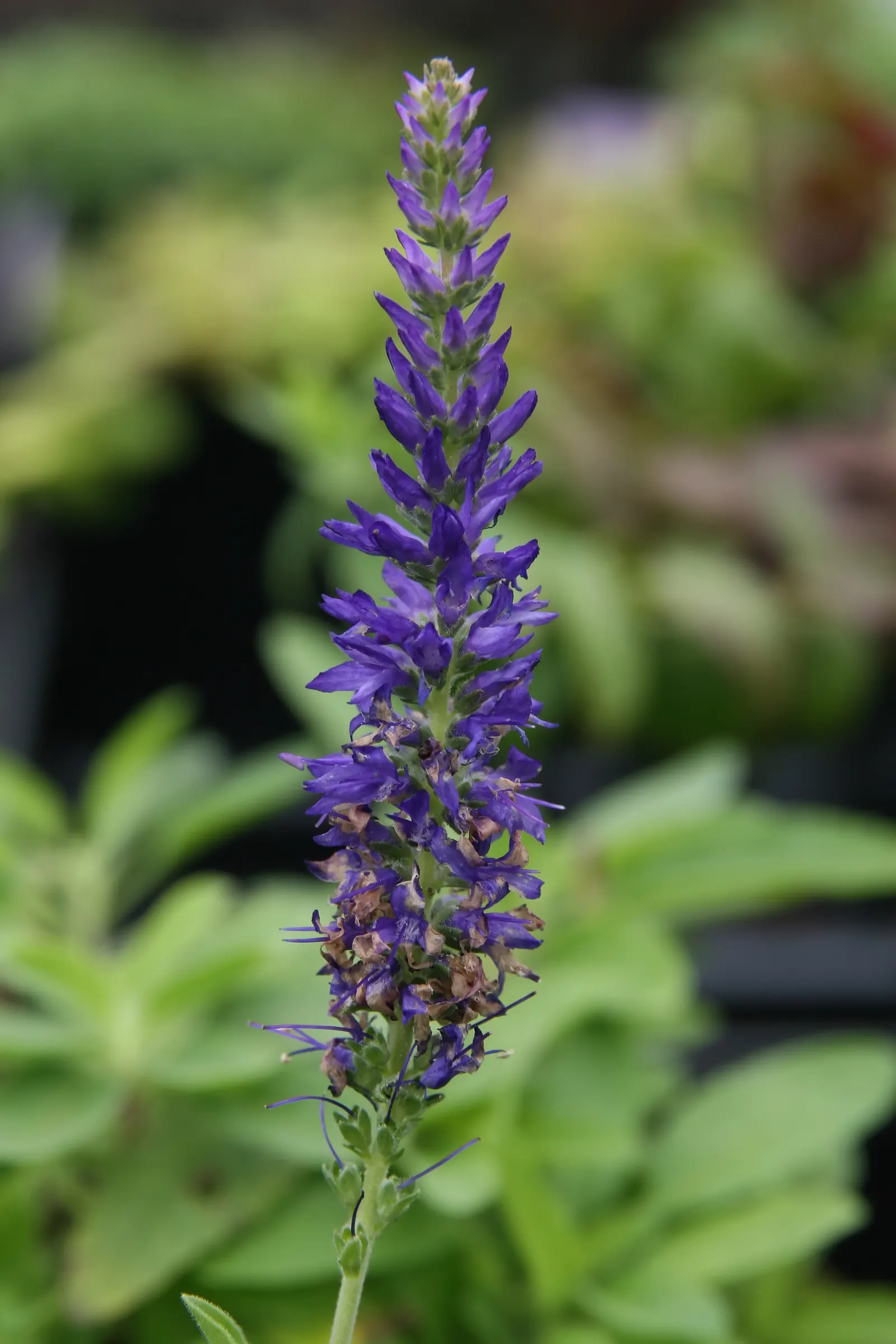 Goodness Grows Speedwell (Veronica 'Goodness Grows') — offering lush spikes of deep blue flowers from late spring to summer