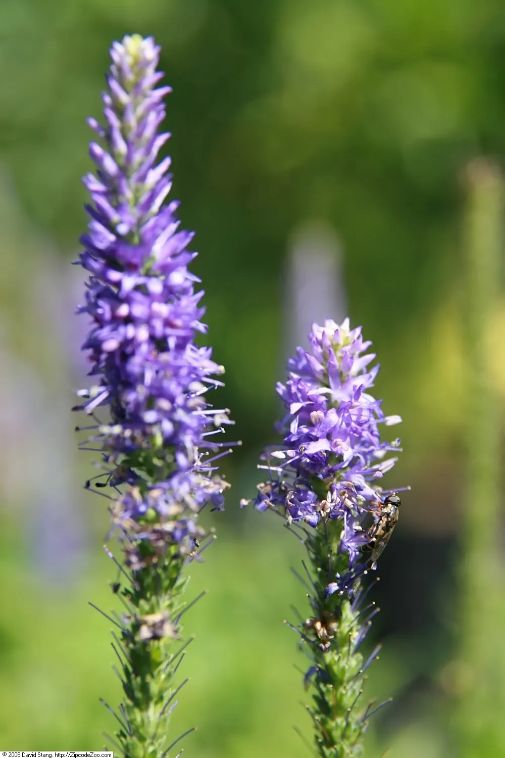 Goodness Grows Speedwell (Veronica 'Goodness Grows') — making it ideal for borders and ground cover
