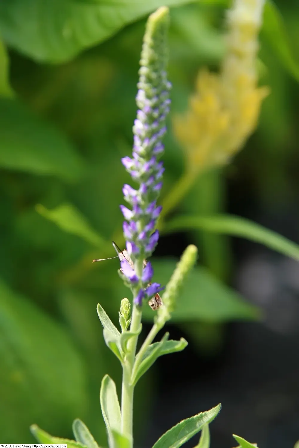 Goodness Grows Speedwell (Veronica 'Goodness Grows') — this Speedwell variety reaches a mature height of 12-18 inches and spreads up to 24 inches