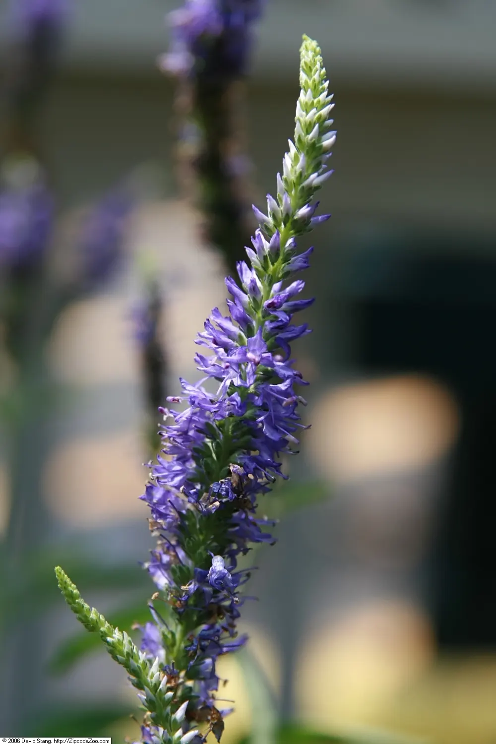 Goodness Grows Speedwell (Veronica 'Goodness Grows') — Prefers full sun to partial shade and well-drained soil
