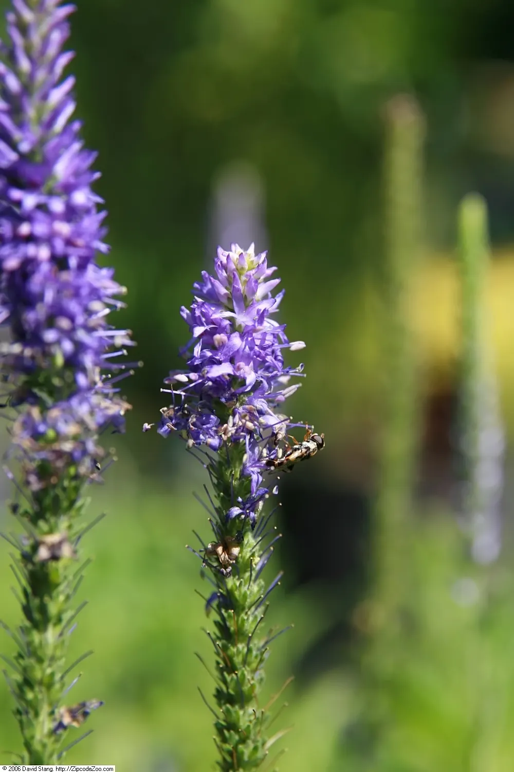Goodness Grows Speedwell (Veronica 'Goodness Grows') — The Veronica 'Goodness Grows' is a vibrant perennial