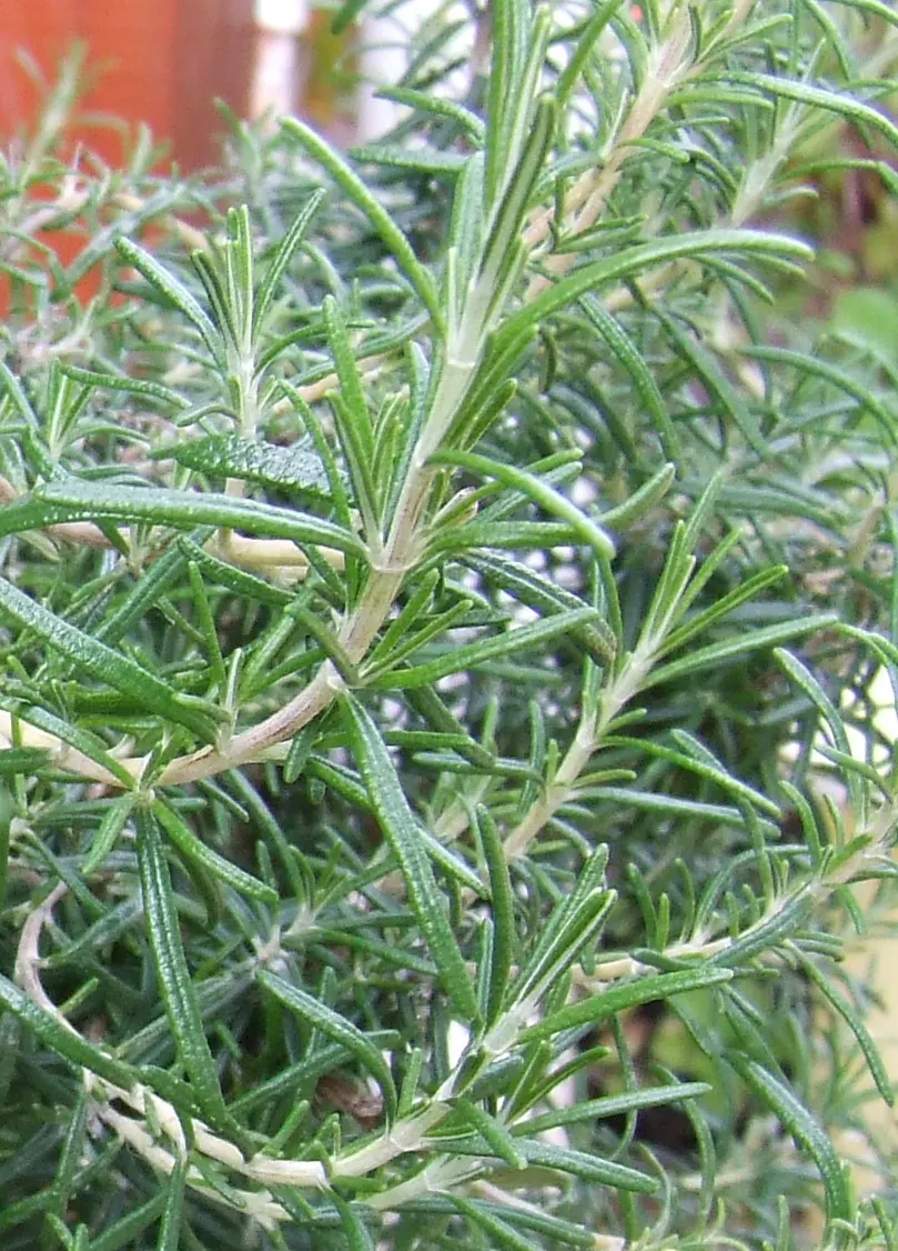 Prostrate Rosemary (Rosmarinus Officinalis 'Prostratus') — occasionally blooming intermittently throughout the year; or as an accent in coastal settings