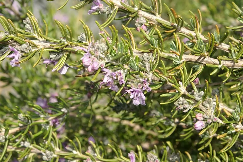 Prostrate Rosemary (Rosmarinus Officinalis 'Prostratus') — ground cover / herb / shrub for full