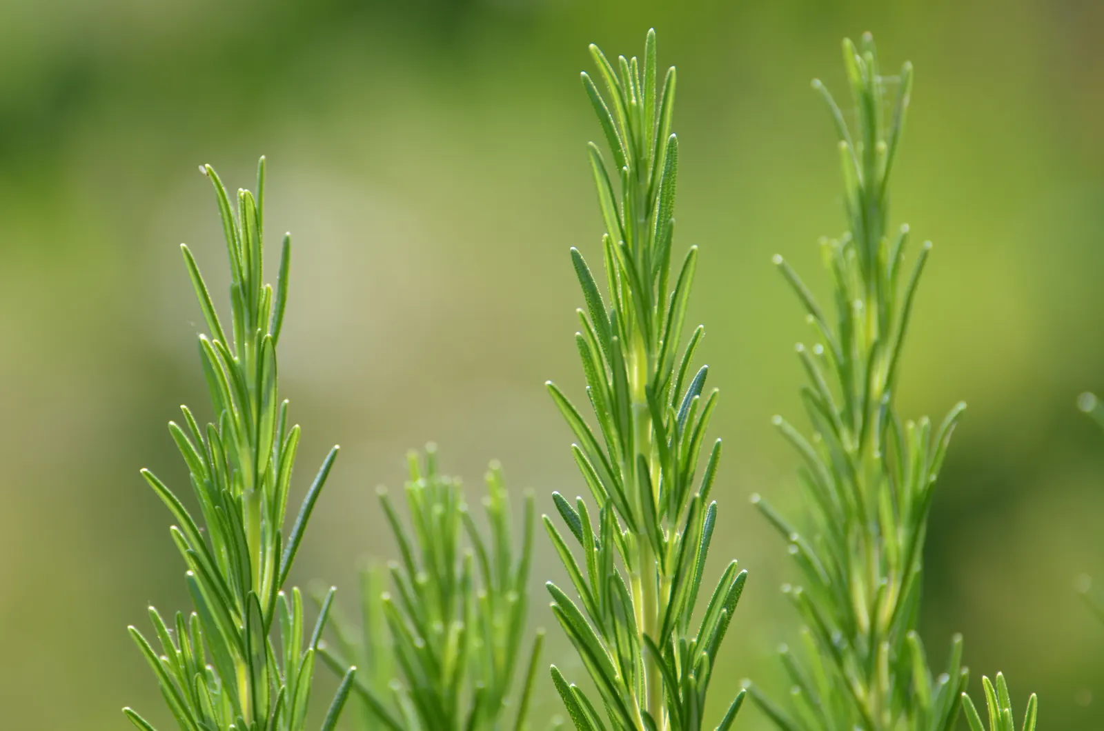 Prostrate Rosemary (Rosmarinus Officinalis 'Prostratus') — Growing up to 2 feet in height and capable of spreading 4 to 8 feet wide; blue flowers in the garden