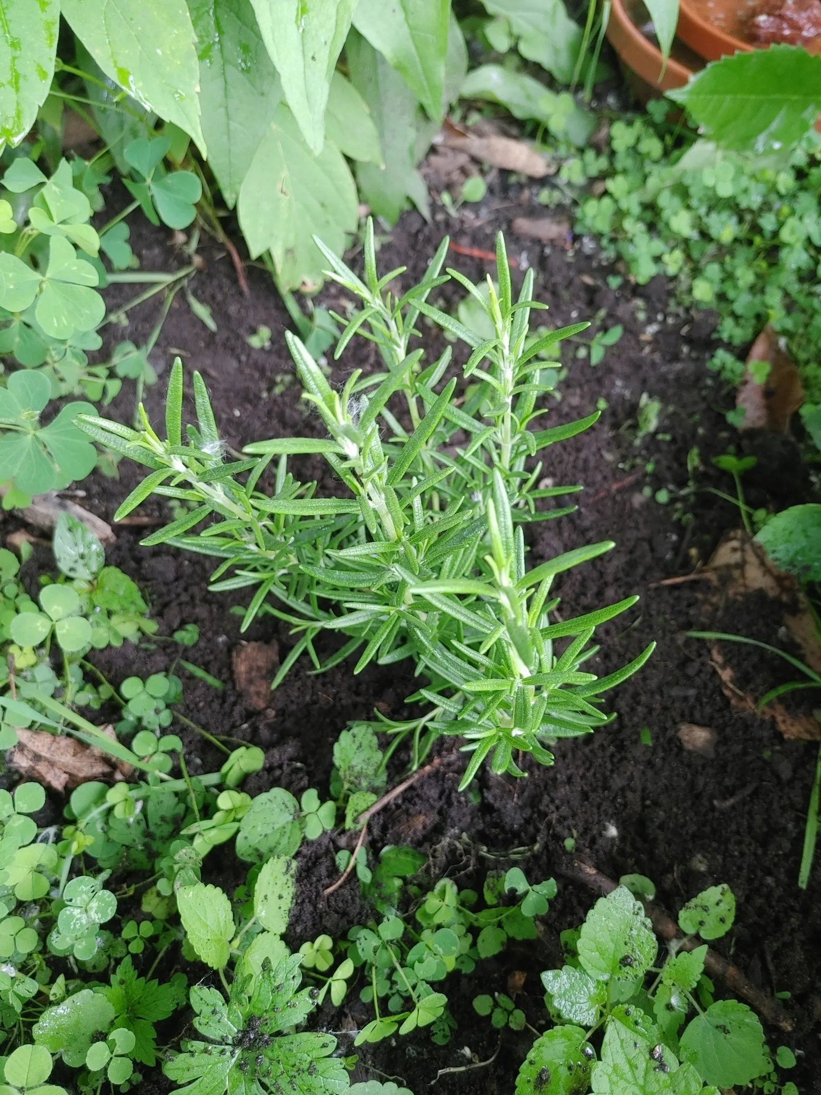 Prostrate Rosemary (Rosmarinus Officinalis 'Prostratus') — needle-like leaves are deep green; prostrate Rosemary is largely untroubled by pests and diseases