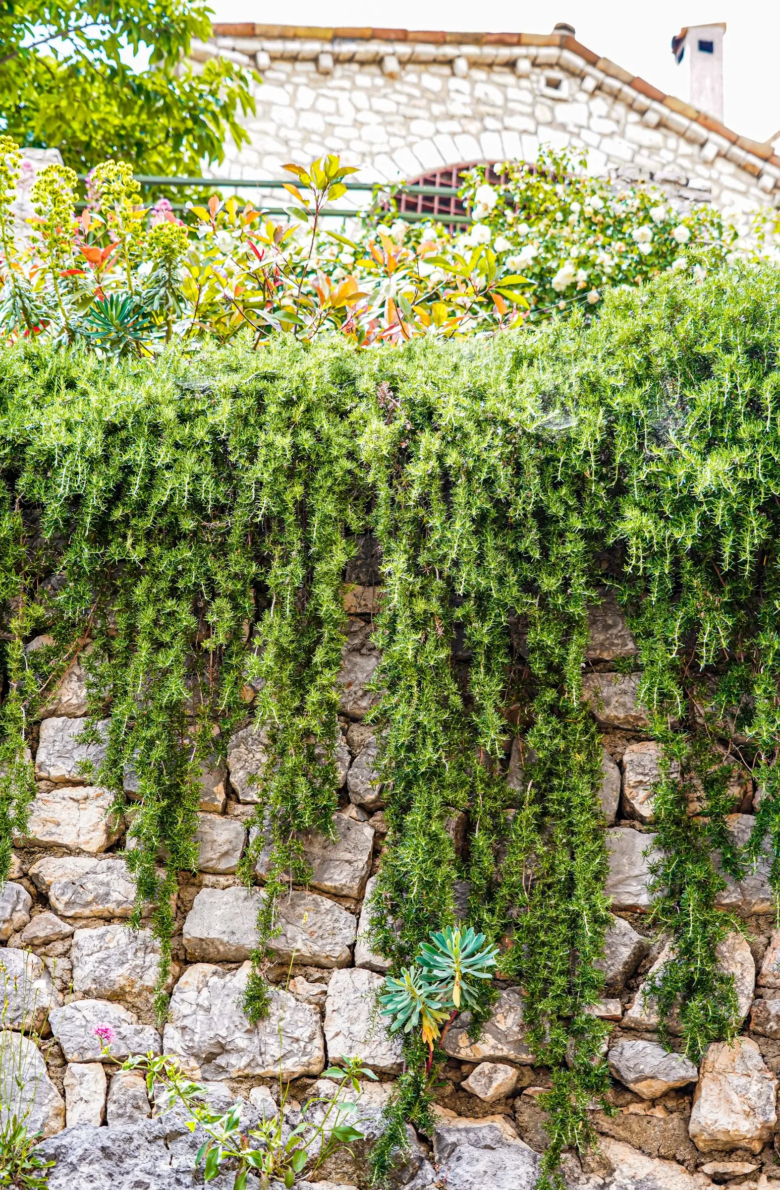 Prostrate Rosemary (Rosmarinus Officinalis 'Prostratus') — scientifically known as Rosmarinus officinalis 'Prostratus'; ground cover / herb / shrub for full