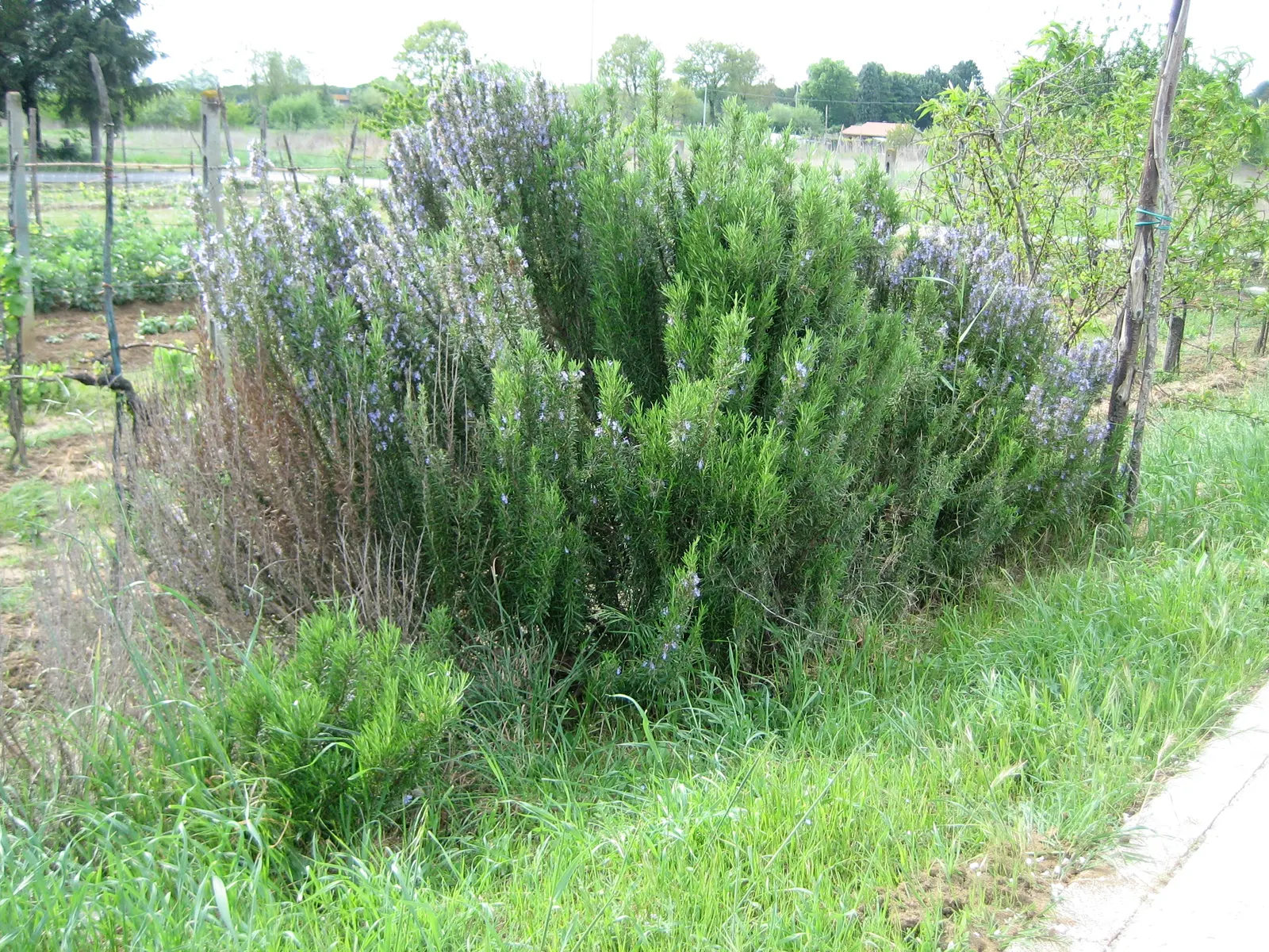 Prostrate Rosemary (Rosmarinus Officinalis 'Prostratus') — and the plant boasts pale blue to lilac flowers from late winter to early spring