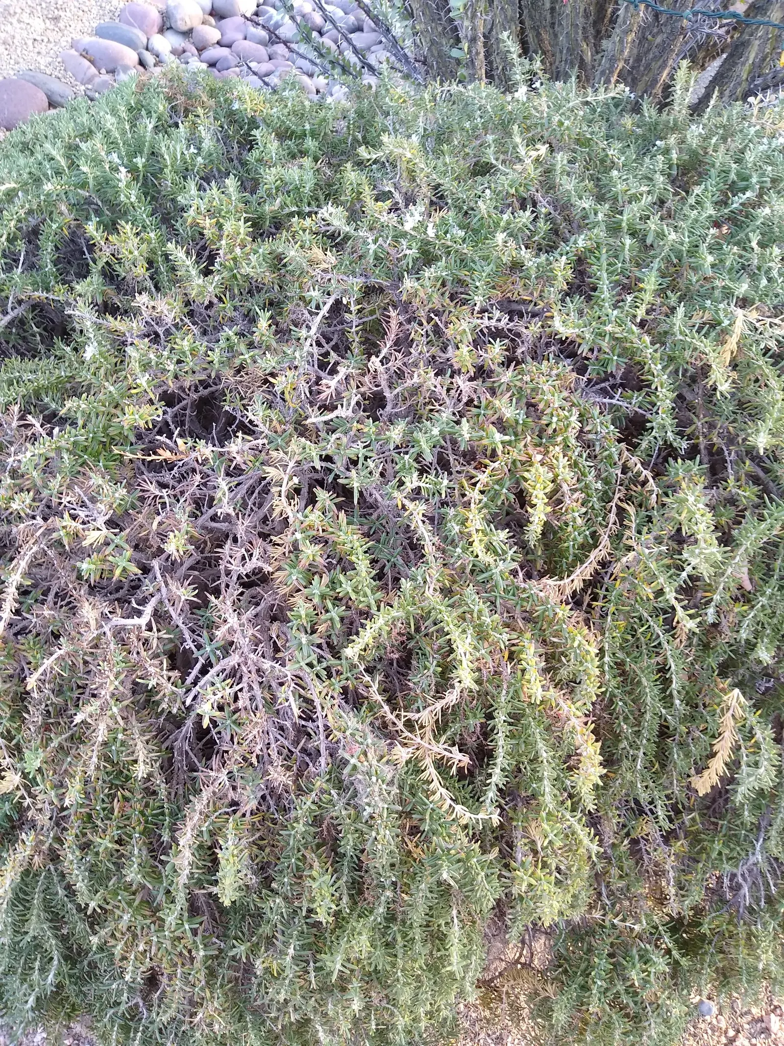 Prostrate Rosemary (Rosmarinus Officinalis 'Prostratus') — This aromatic cultivar exudes a captivating fragrance; this ground-hugging perennial forms an