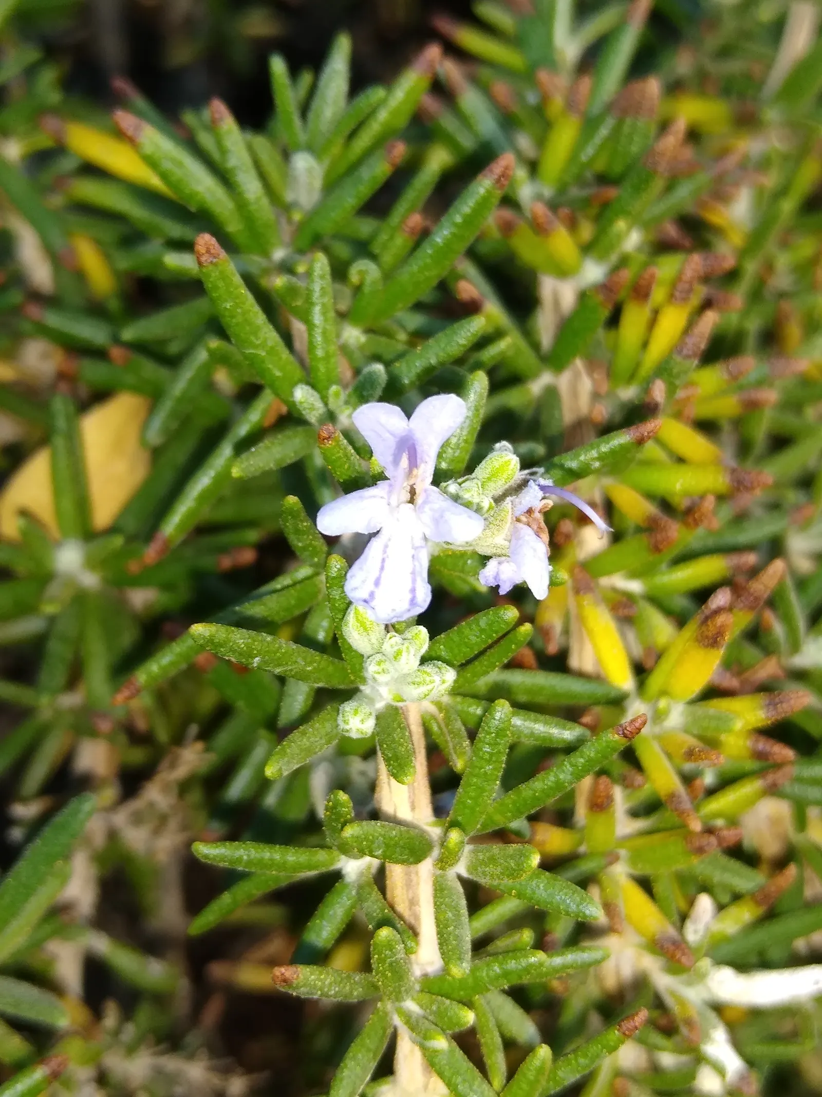 Prostrate Rosemary (Rosmarinus Officinalis 'Prostratus') — it's drought-tolerant and thrives in full sun; scientifically known as Rosmarinus officinalis