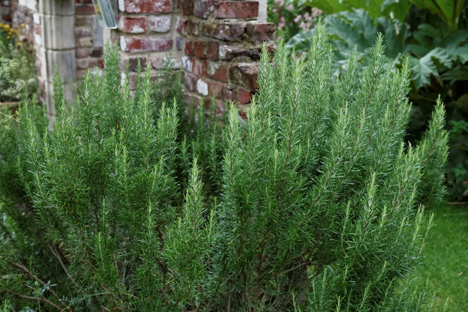 Prostrate Rosemary (Rosmarinus Officinalis 'Prostratus') — Ideal for cascading over walls or as ground cover; evergreen shrub with trailing branches reaching