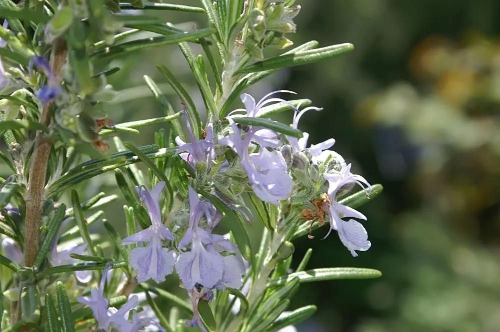 Prostrate Rosemary (Rosmarinus Officinalis 'Prostratus') — ground cover / herb / shrub with blue blooms