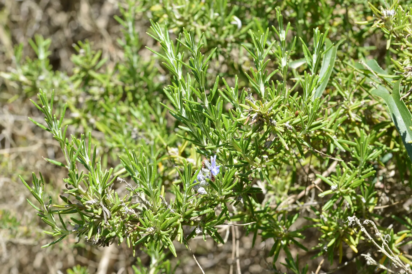 Prostrate Rosemary (Rosmarinus Officinalis 'Prostratus') — It requires well-draining soil and is notably drought-tolerant once established