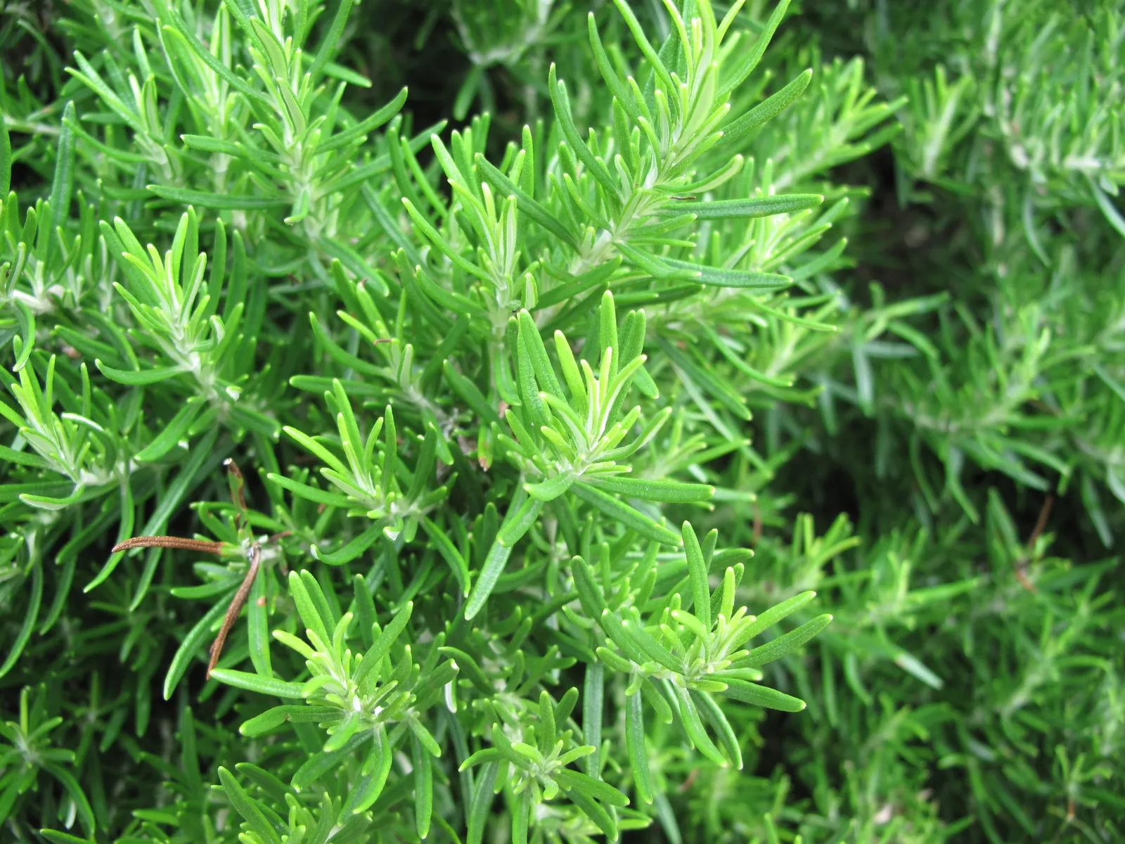 Prostrate Rosemary (Rosmarinus Officinalis 'Prostratus') — occasionally blooming intermittently throughout the year