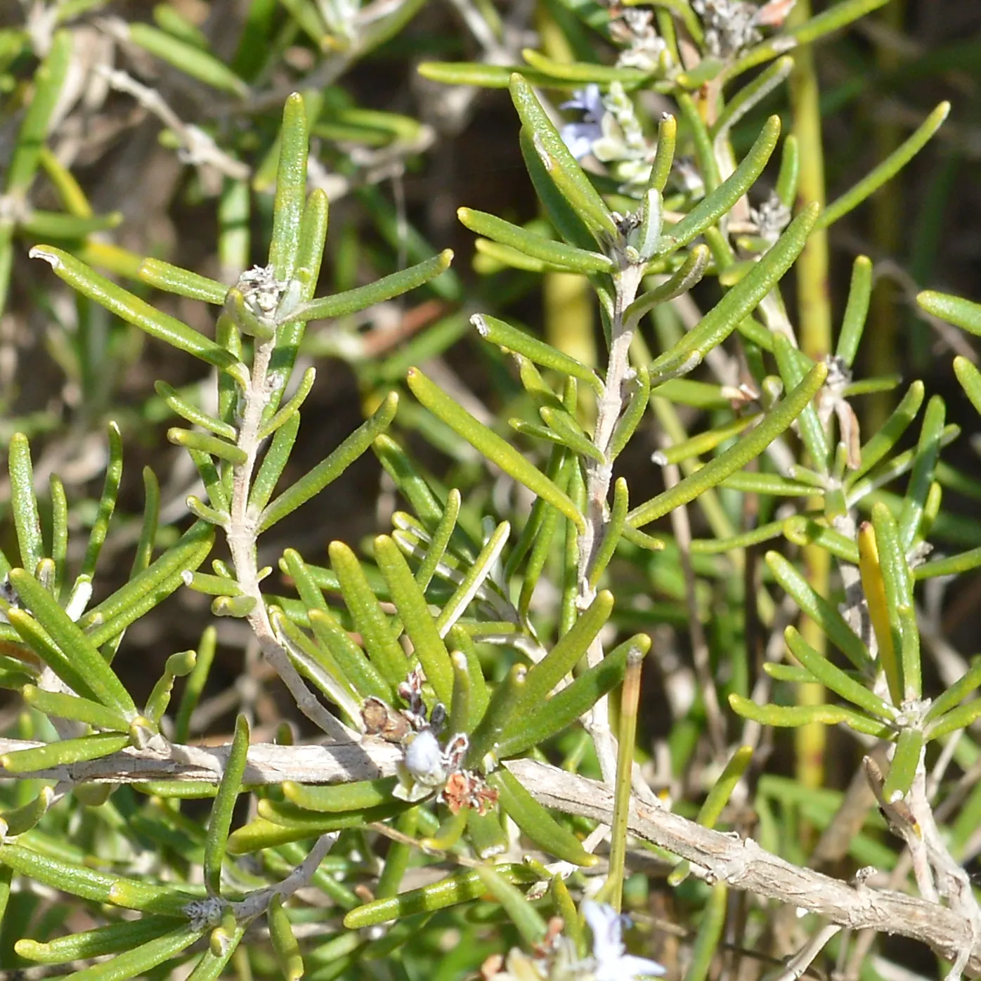 Prostrate Rosemary (Rosmarinus Officinalis 'Prostratus') — making it a robust addition to any landscape