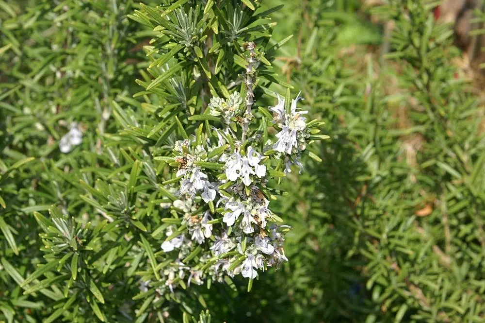Prostrate Rosemary (Rosmarinus Officinalis 'Prostratus') — ensuring this plant's place as both a functional and ornamental asset in any client's garden