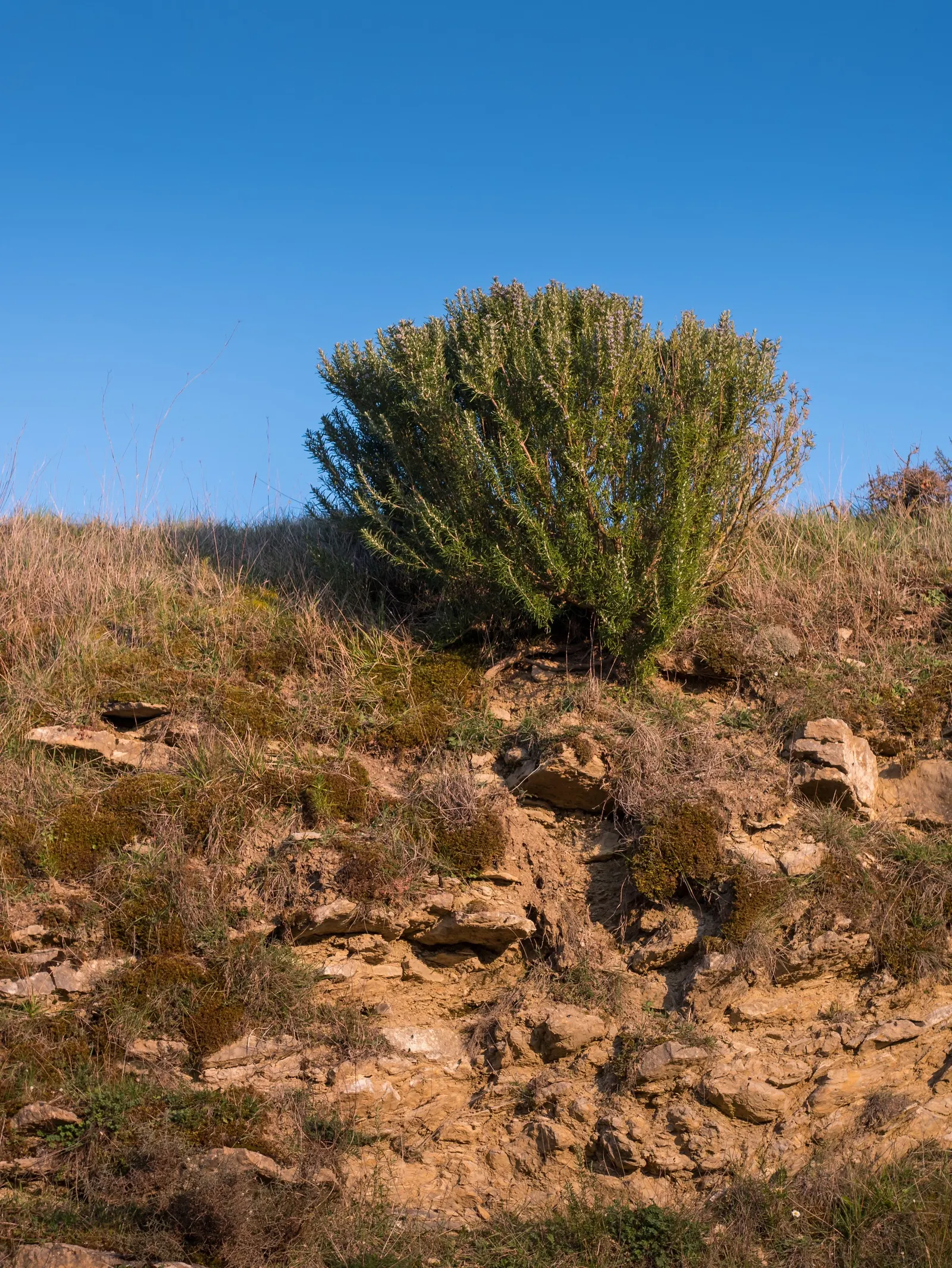 Prostrate Rosemary (Rosmarinus Officinalis 'Prostratus') — <br><br>--- <br><br>This description is succinct enough to keep the client informed yet comprehensive