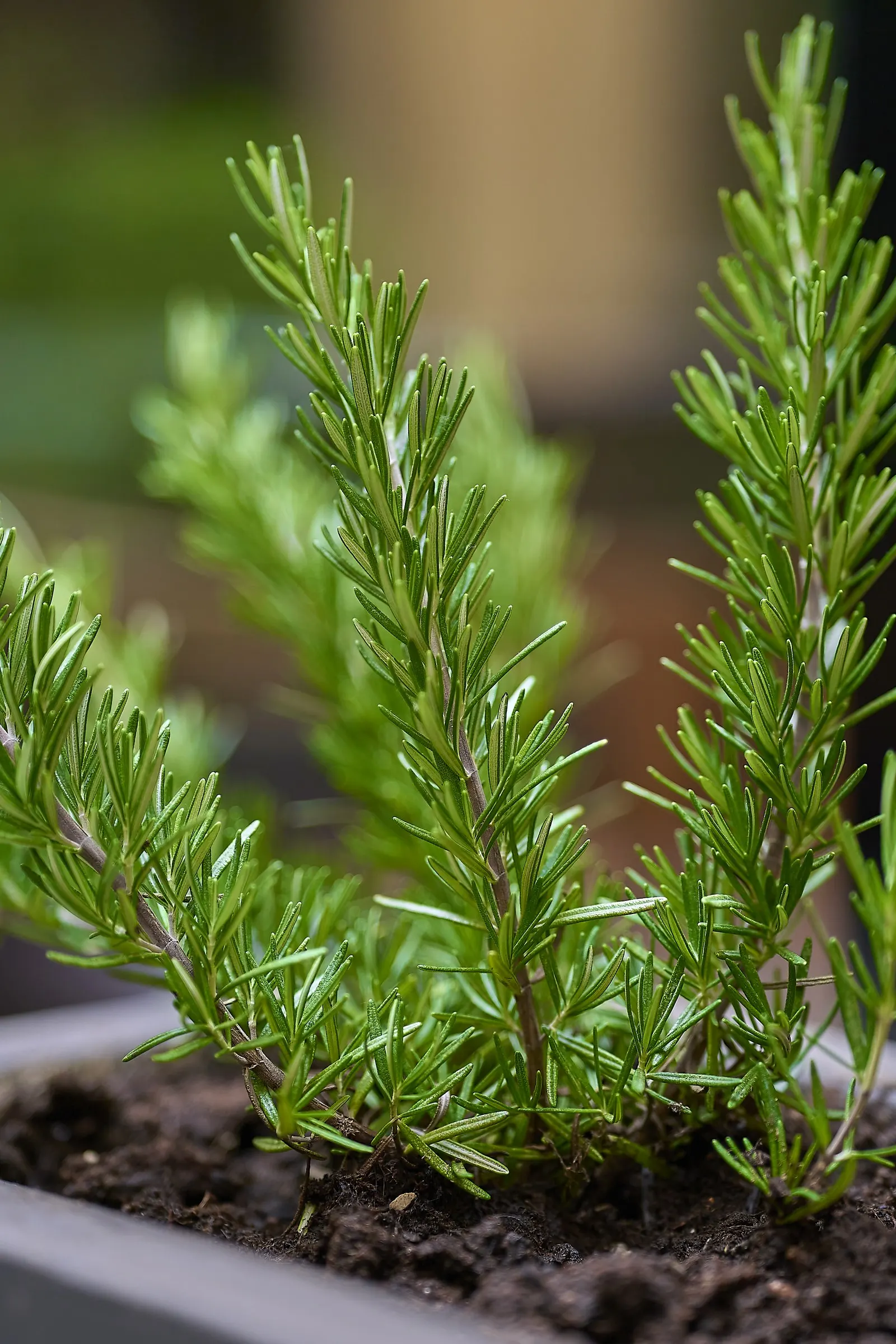 Prostrate Rosemary (Rosmarinus Officinalis 'Prostratus') — blue flowers in the garden
