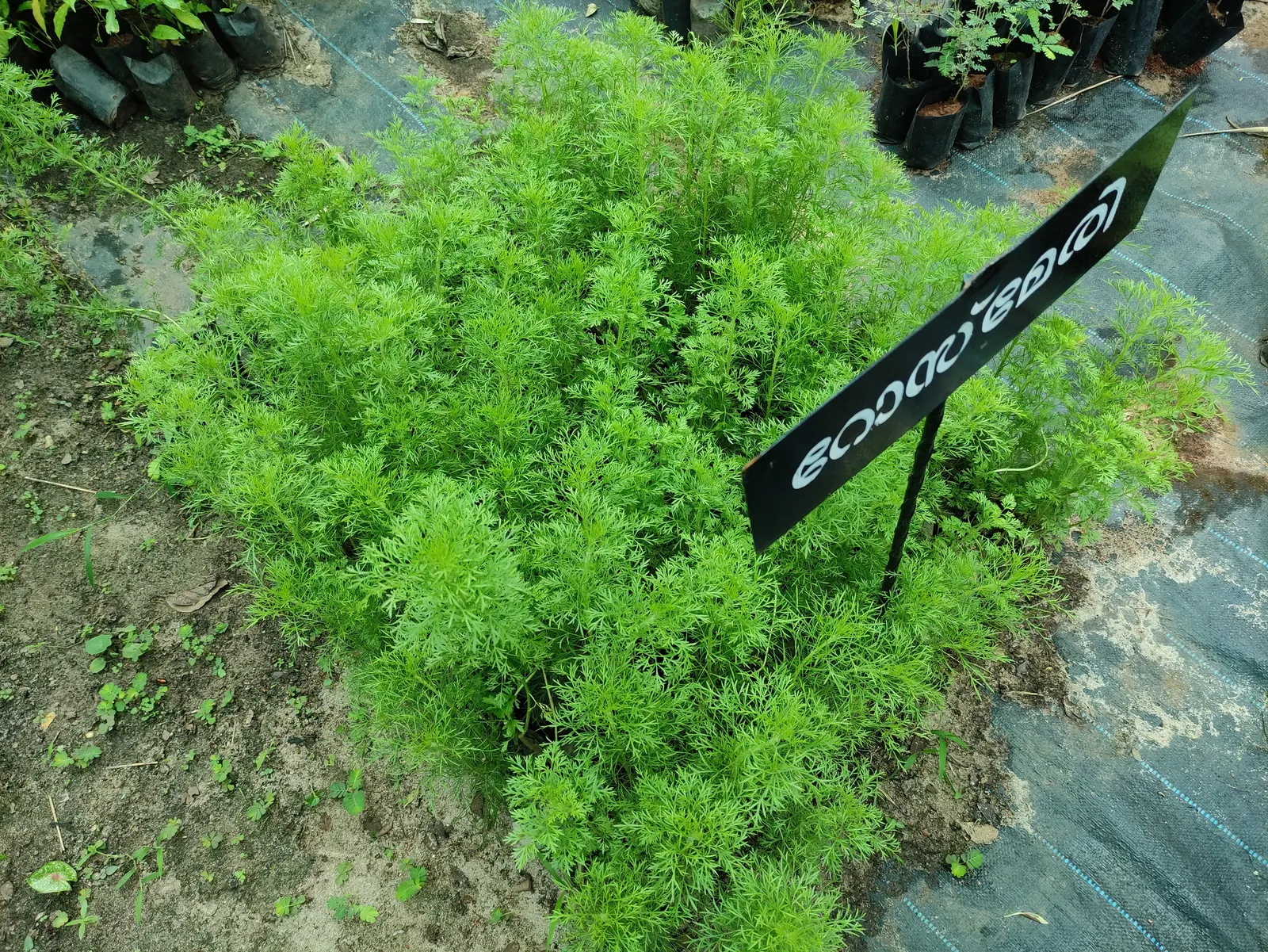 Prostrate Rosemary (Rosmarinus Officinalis 'Prostratus') — requiring well-drained soil; spilling over walls or cascading from containers.<br><br>Thriving in