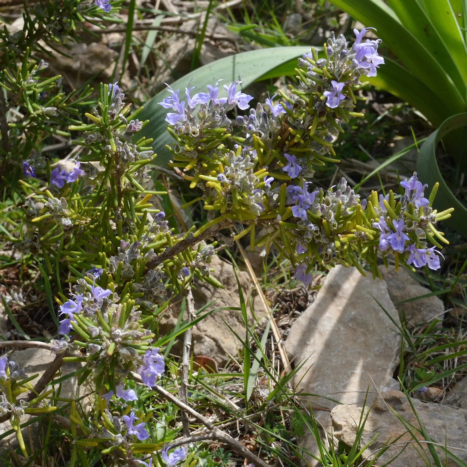 Prostrate Rosemary (Rosmarinus Officinalis 'Prostratus') — needle-like leaves are deep green