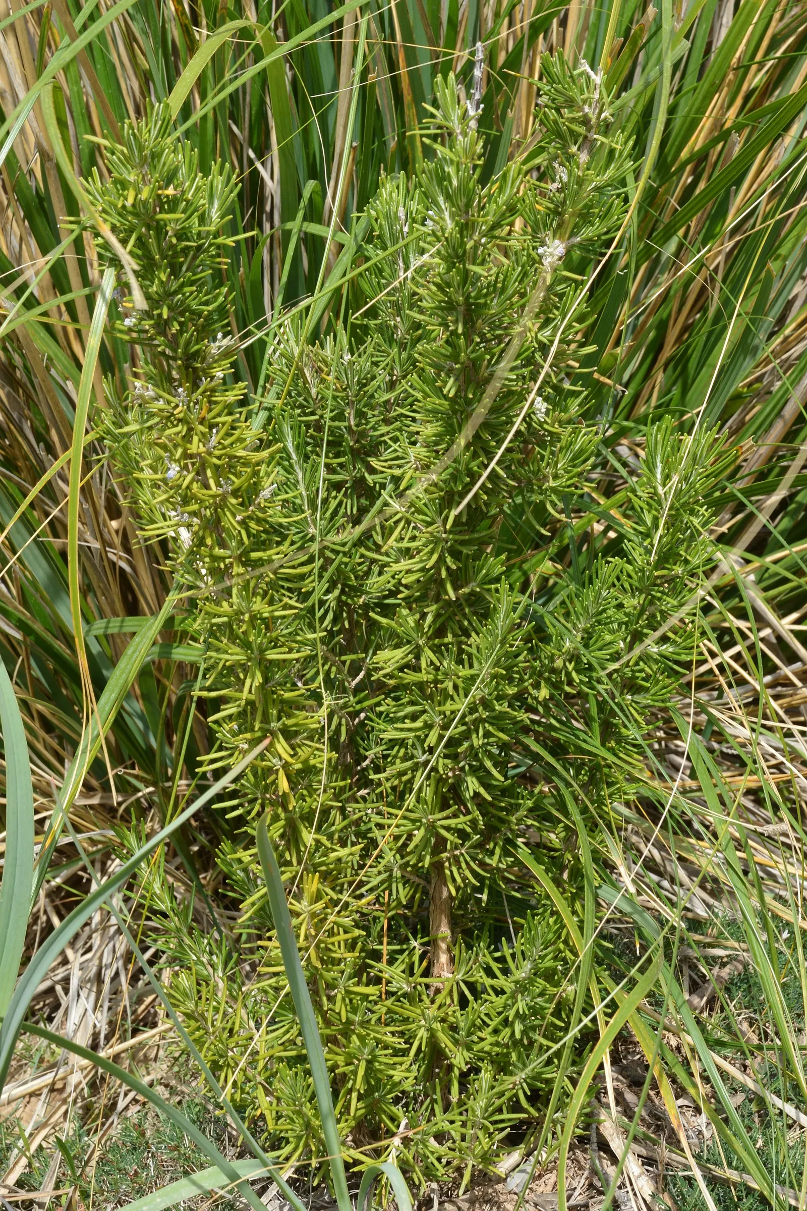 Prostrate Rosemary (Rosmarinus Officinalis 'Prostratus') — spilling over walls or cascading from containers.<br><br>Thriving in USDA hardiness zones 8 through