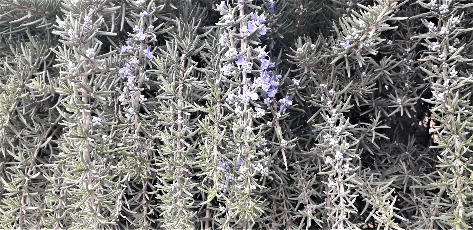 Prostrate Rosemary (Rosmarinus Officinalis 'Prostratus') — requiring well-drained soil