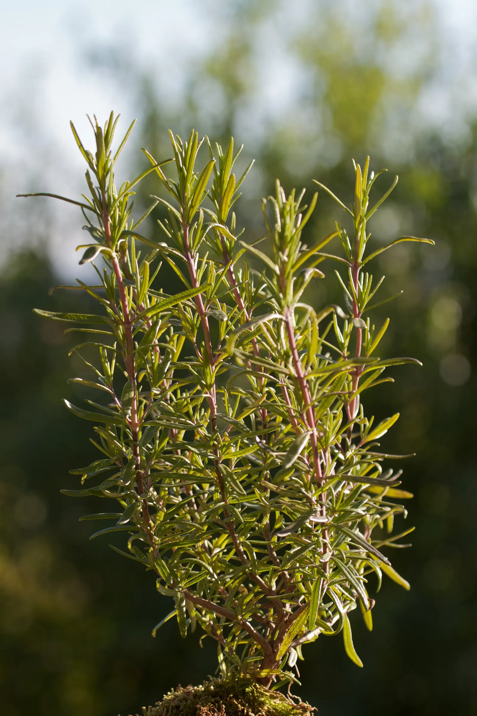 Prostrate Rosemary (Rosmarinus Officinalis 'Prostratus') — low-maintenance mat that functions superbly as a ground cover; occasionally blooming intermittently