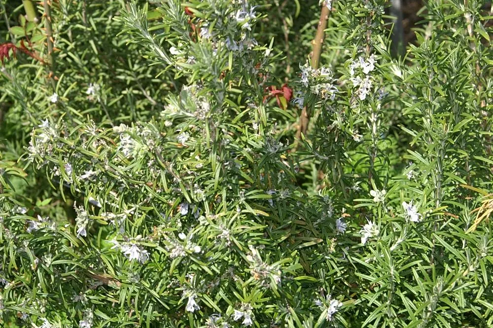 Prostrate Rosemary (Rosmarinus Officinalis 'Prostratus') — pungent flavor to a variety of dishes