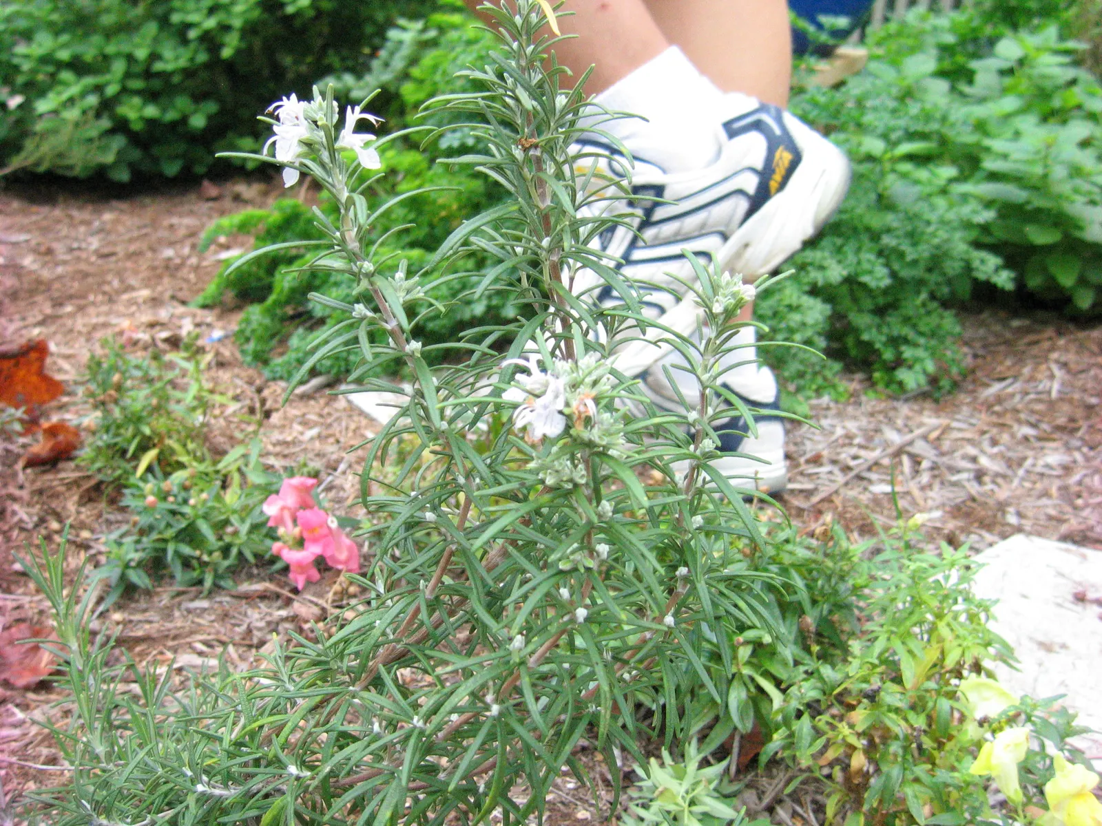 Prostrate Rosemary (Rosmarinus Officinalis 'Prostratus') — spilling over walls or cascading from containers.<br><br>Thriving in USDA hardiness, image 46