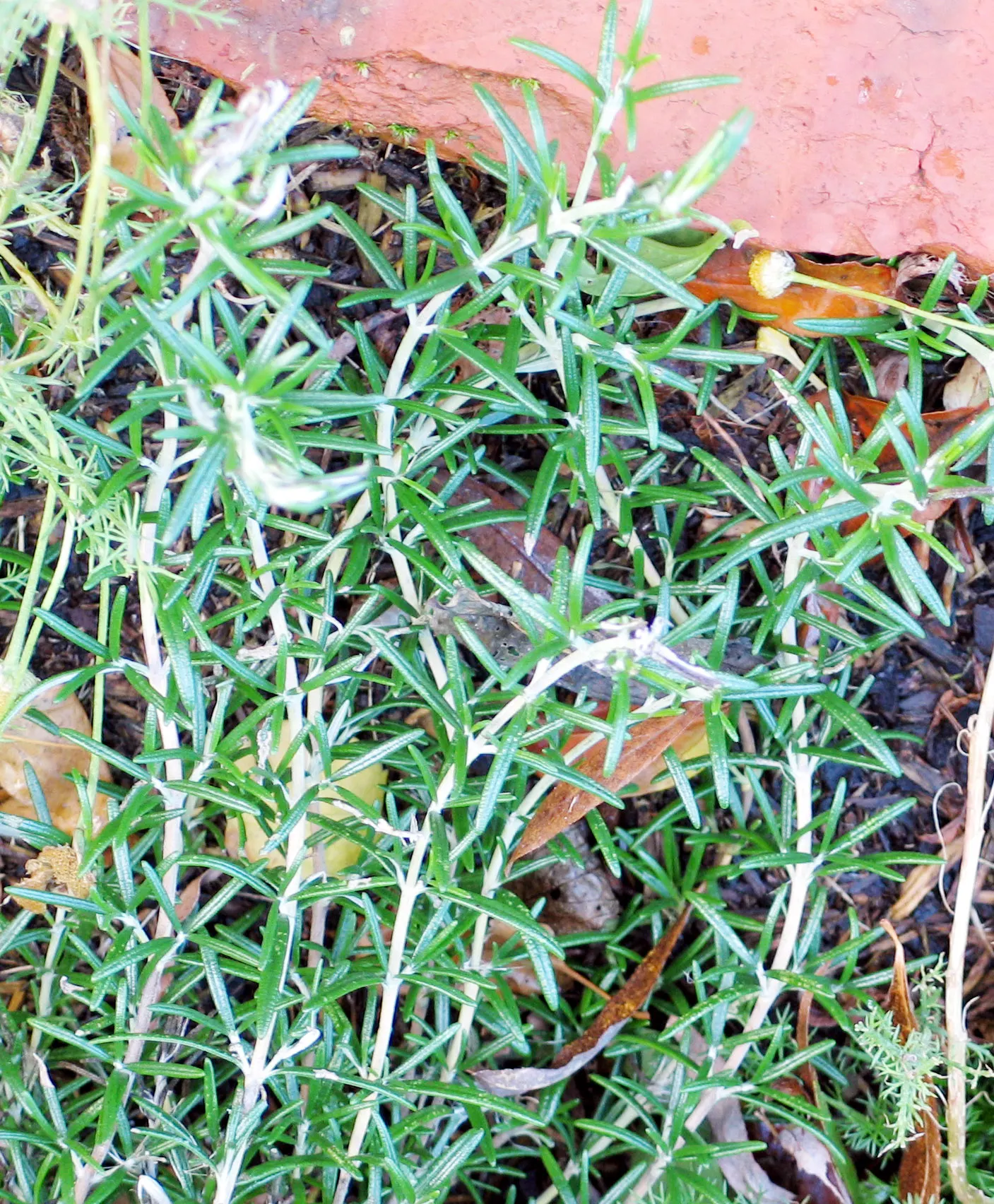 Prostrate Rosemary (Rosmarinus Officinalis 'Prostratus') — This aromatic cultivar exudes a captivating fragrance