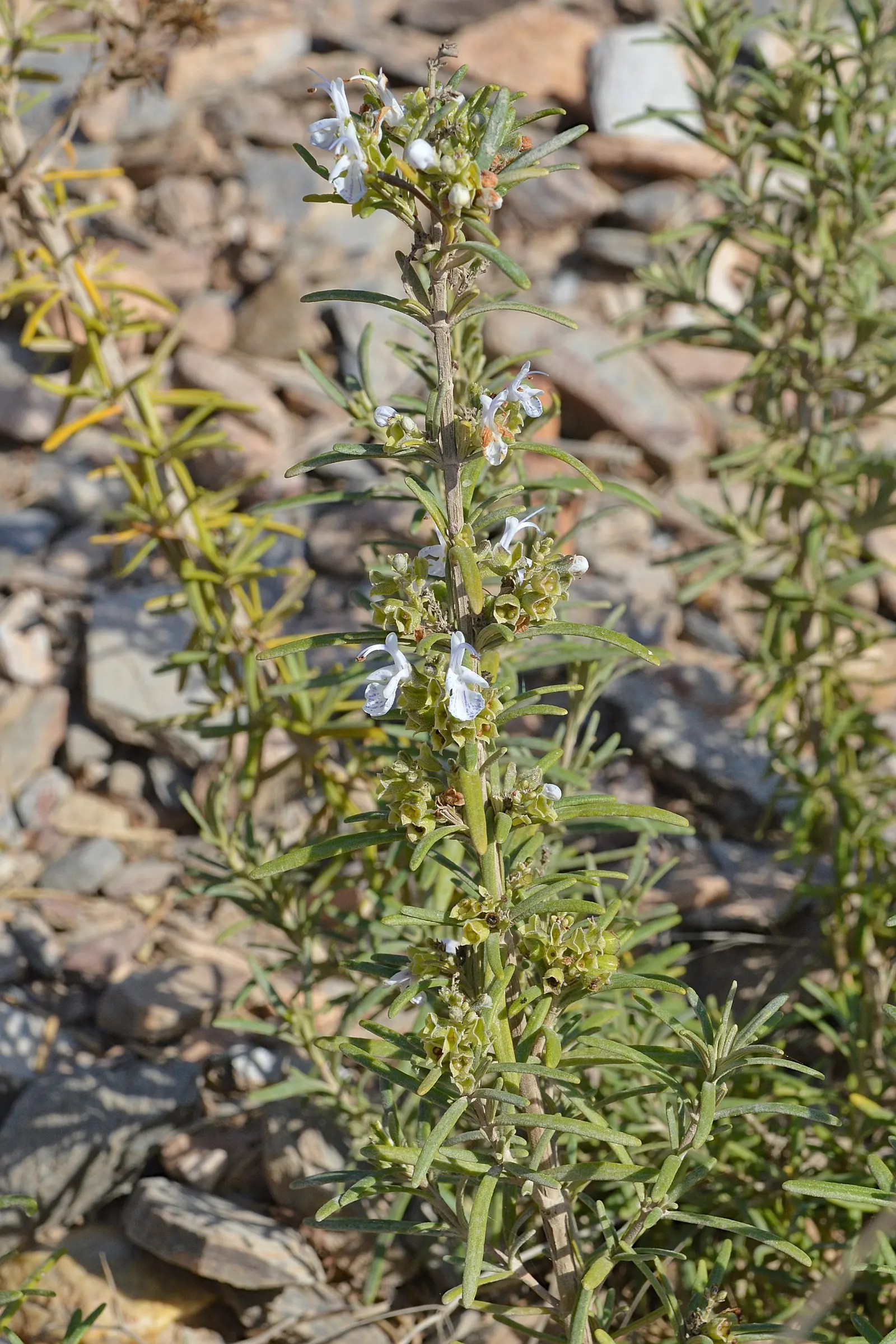 Prostrate Rosemary (Rosmarinus Officinalis 'Prostratus') — low-maintenance mat that functions superbly as a ground cover