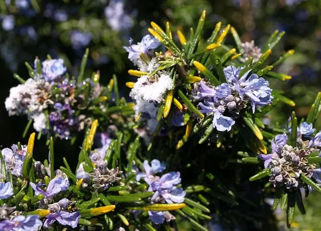 Prostrate Rosemary (Rosmarinus Officinalis 'Prostratus') — evergreen shrub with trailing branches reaching up to 2-3 feet wide; this aromatic cultivar exudes a