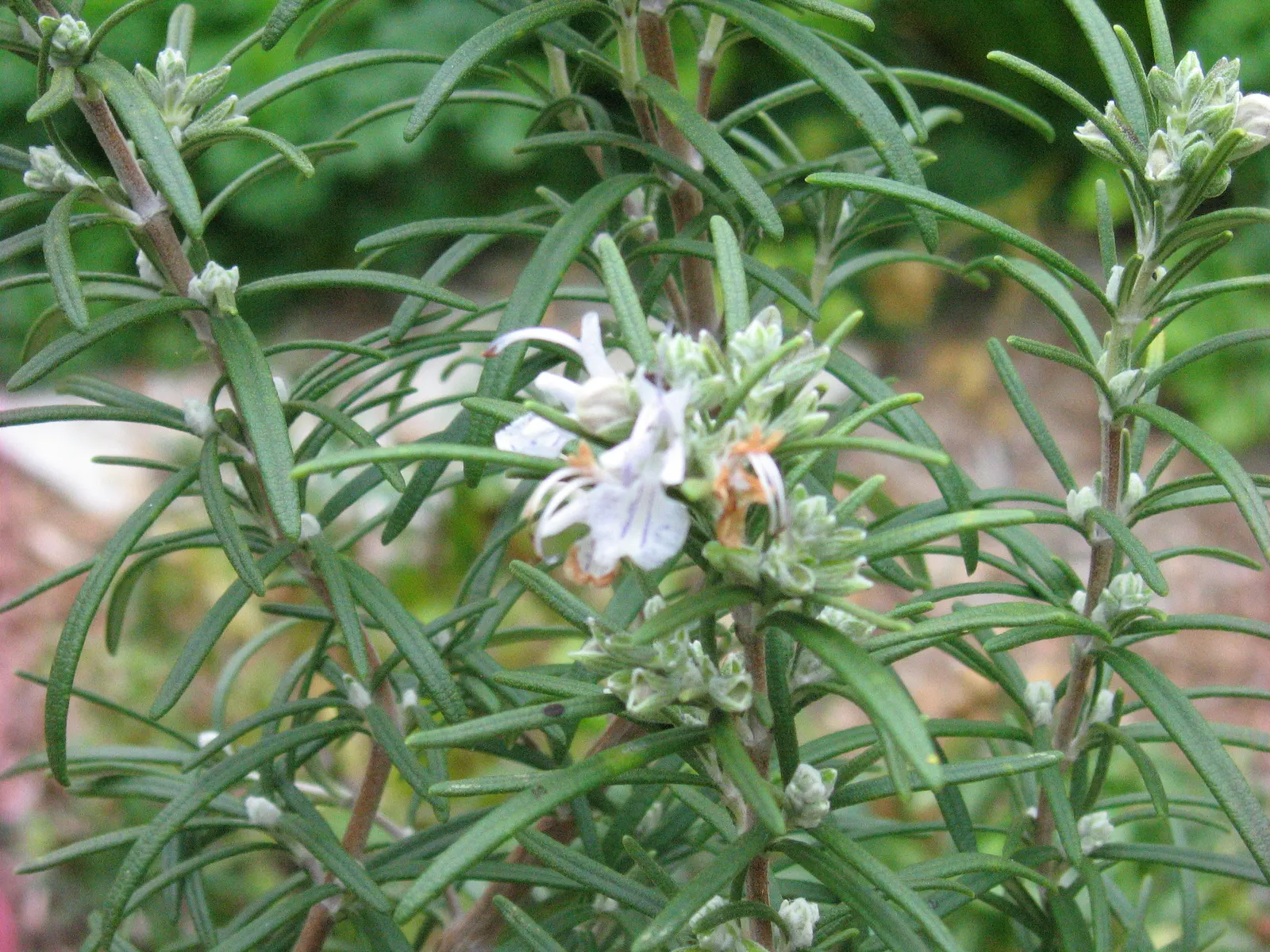 Prostrate Rosemary (Rosmarinus Officinalis 'Prostratus') — it's drought-tolerant and thrives in full sun
