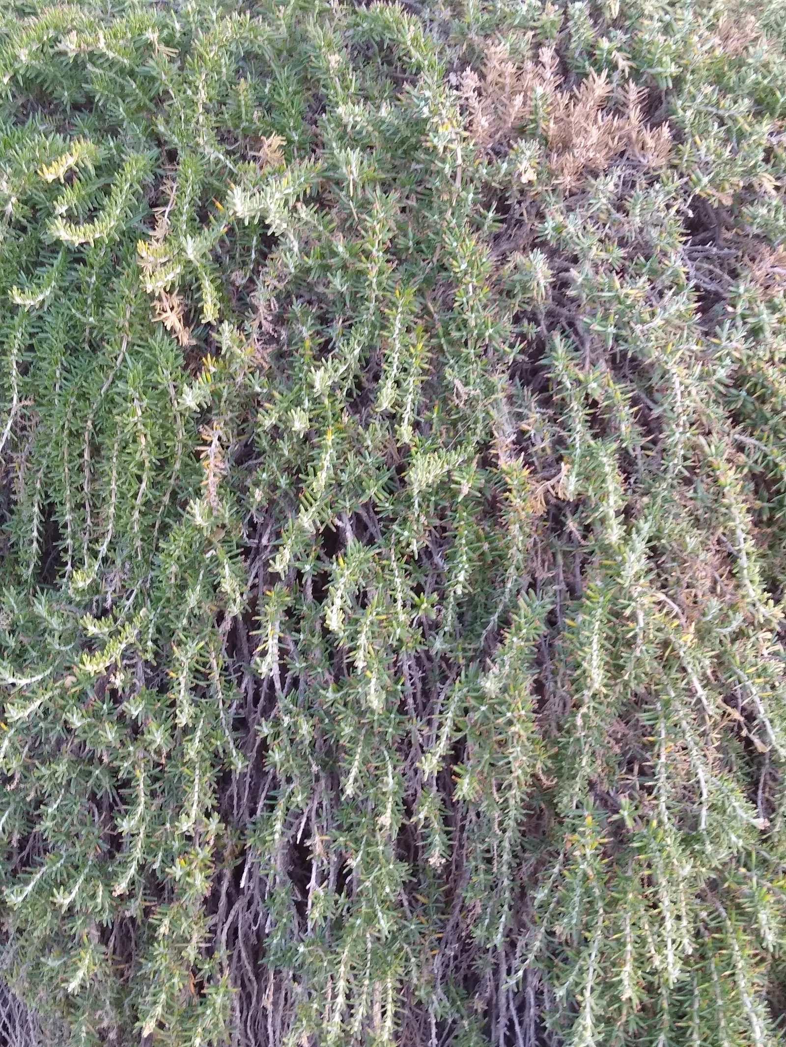 Prostrate Rosemary (Rosmarinus Officinalis 'Prostratus') — here is a description tailored for a landscape design scenario:<br><br>---<br><br>The, image 38