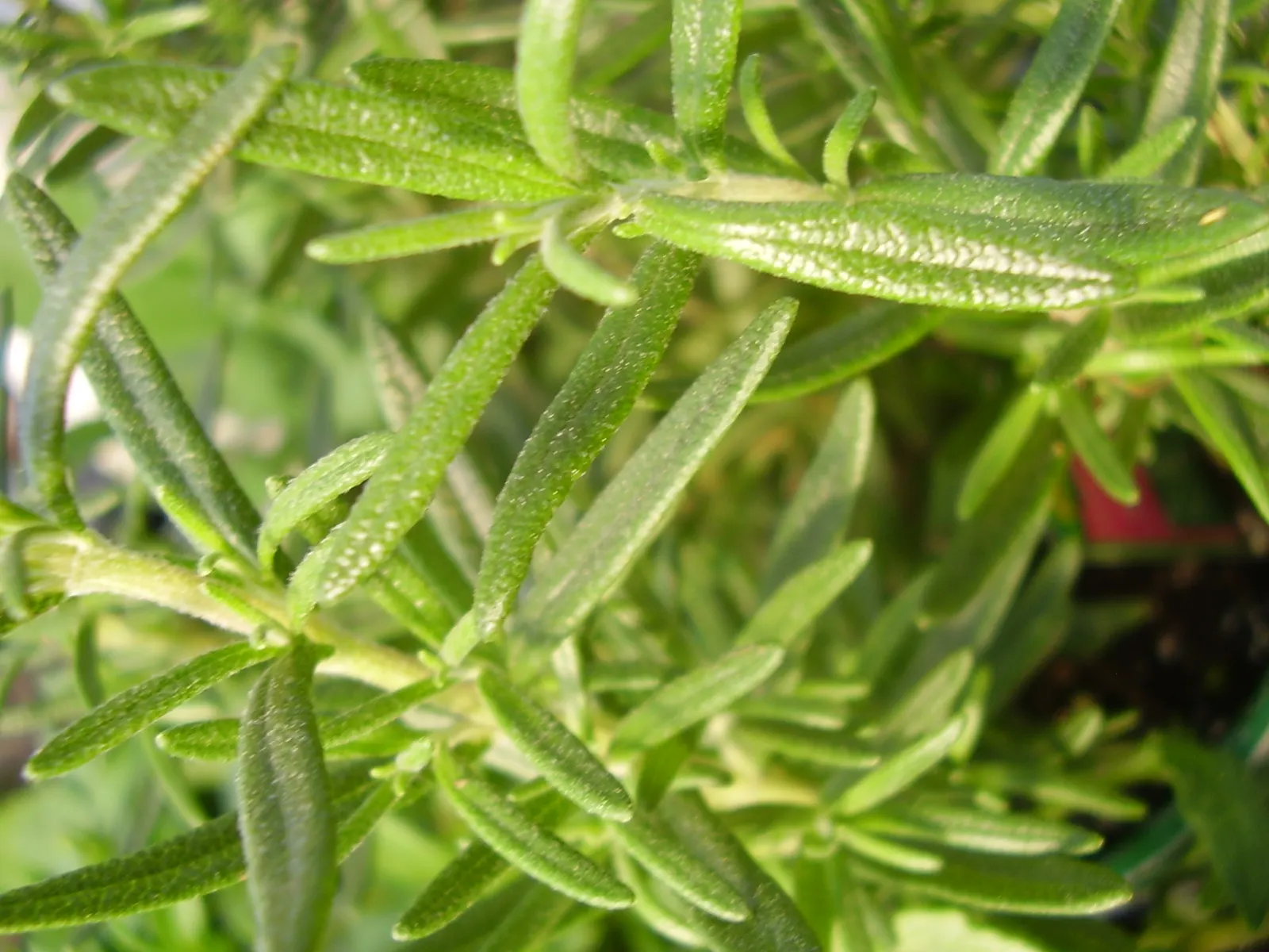 Prostrate Rosemary (Rosmarinus Officinalis 'Prostratus') — Ideal for cascading over walls or as ground cover