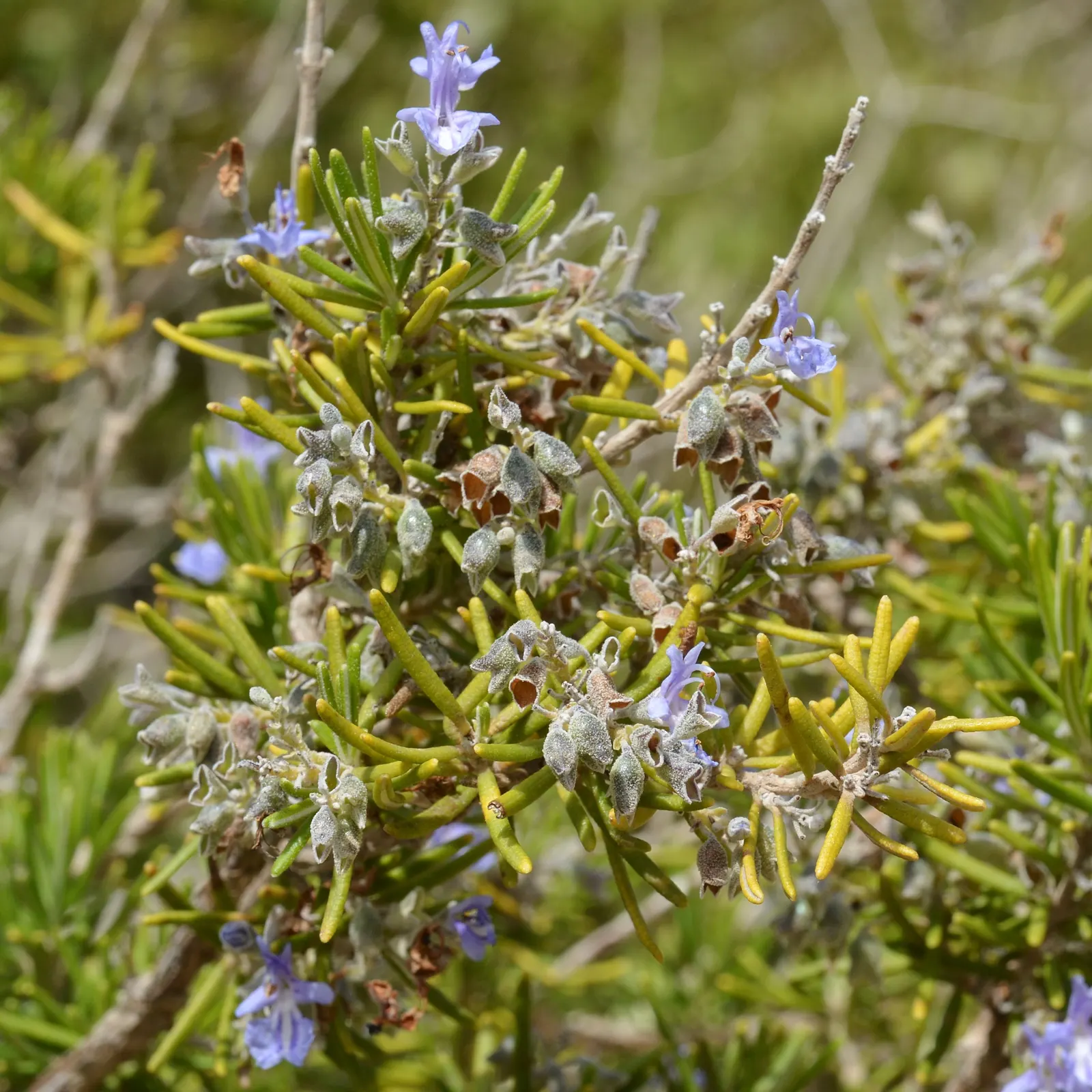 Prostrate Rosemary (Rosmarinus Officinalis 'Prostratus') — The plant's trailing habit and textured foliage offer a Mediterranean touch to garden beds