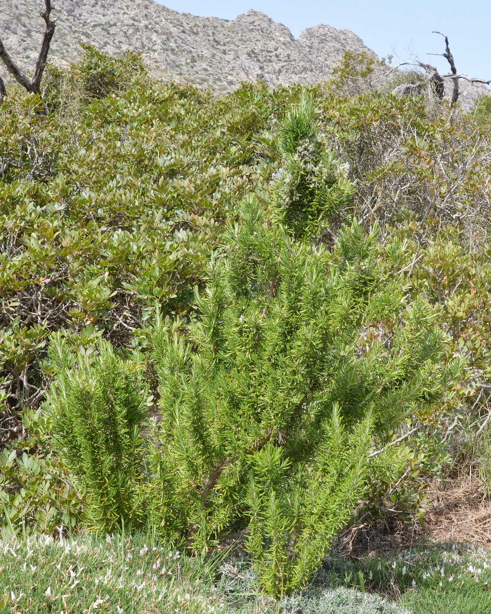 Prostrate Rosemary (Rosmarinus Officinalis 'Prostratus') — including imperative details concerning appearance