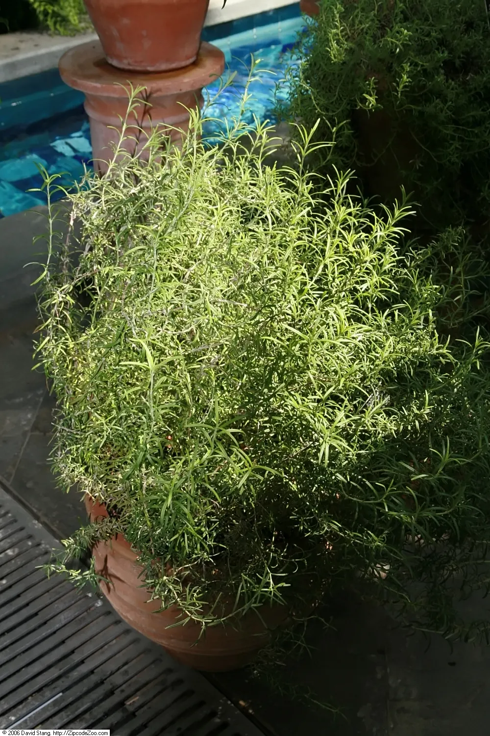 Prostrate Rosemary (Rosmarinus Officinalis 'Prostratus') — Prostrate Rosemary (Rosmarinus officinalis 'Prostratus') is a low-growing; and the plant boasts pale