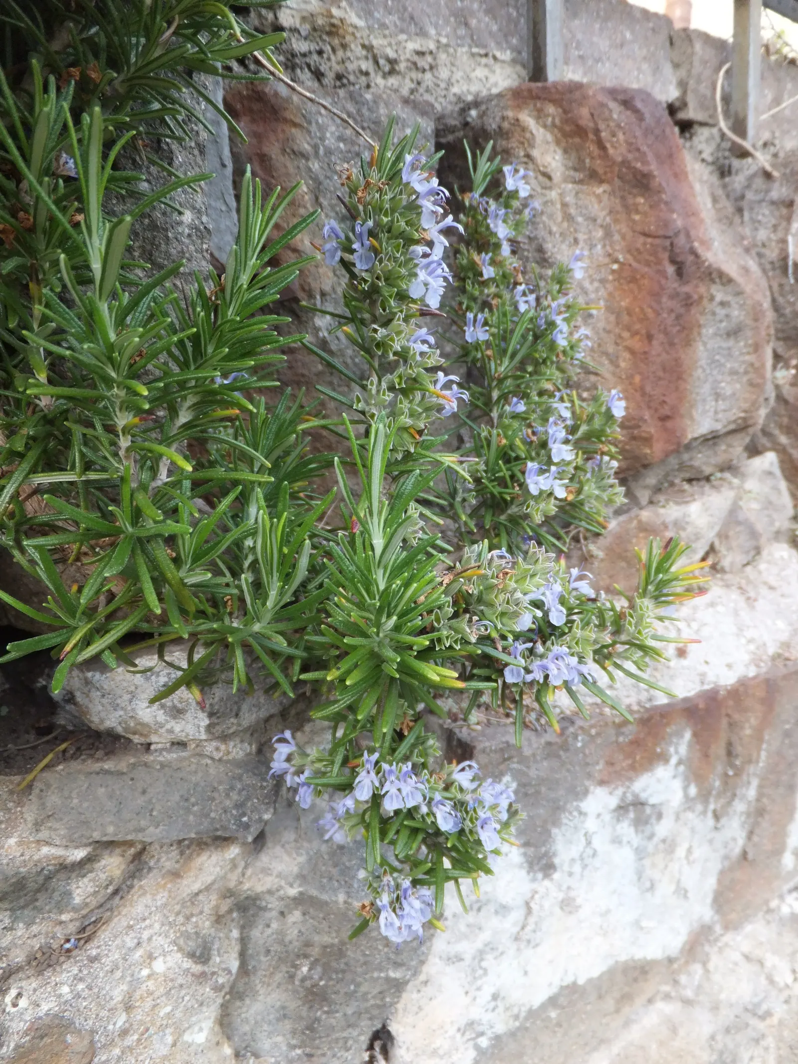 Prostrate Rosemary (Rosmarinus Officinalis 'Prostratus') — here is a description tailored for a landscape design scenario:<br><br>---<br><br>The Prostrate