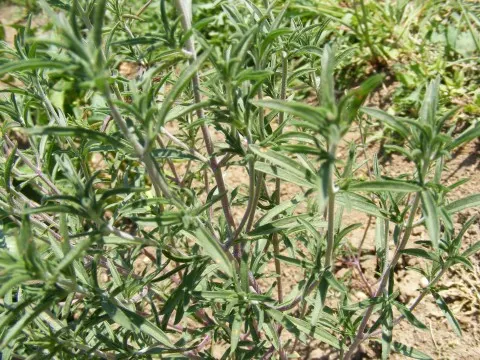 Prostrate Rosemary (Rosmarinus Officinalis 'Prostratus') — scientifically known as Rosmarinus officinalis 'Prostratus'