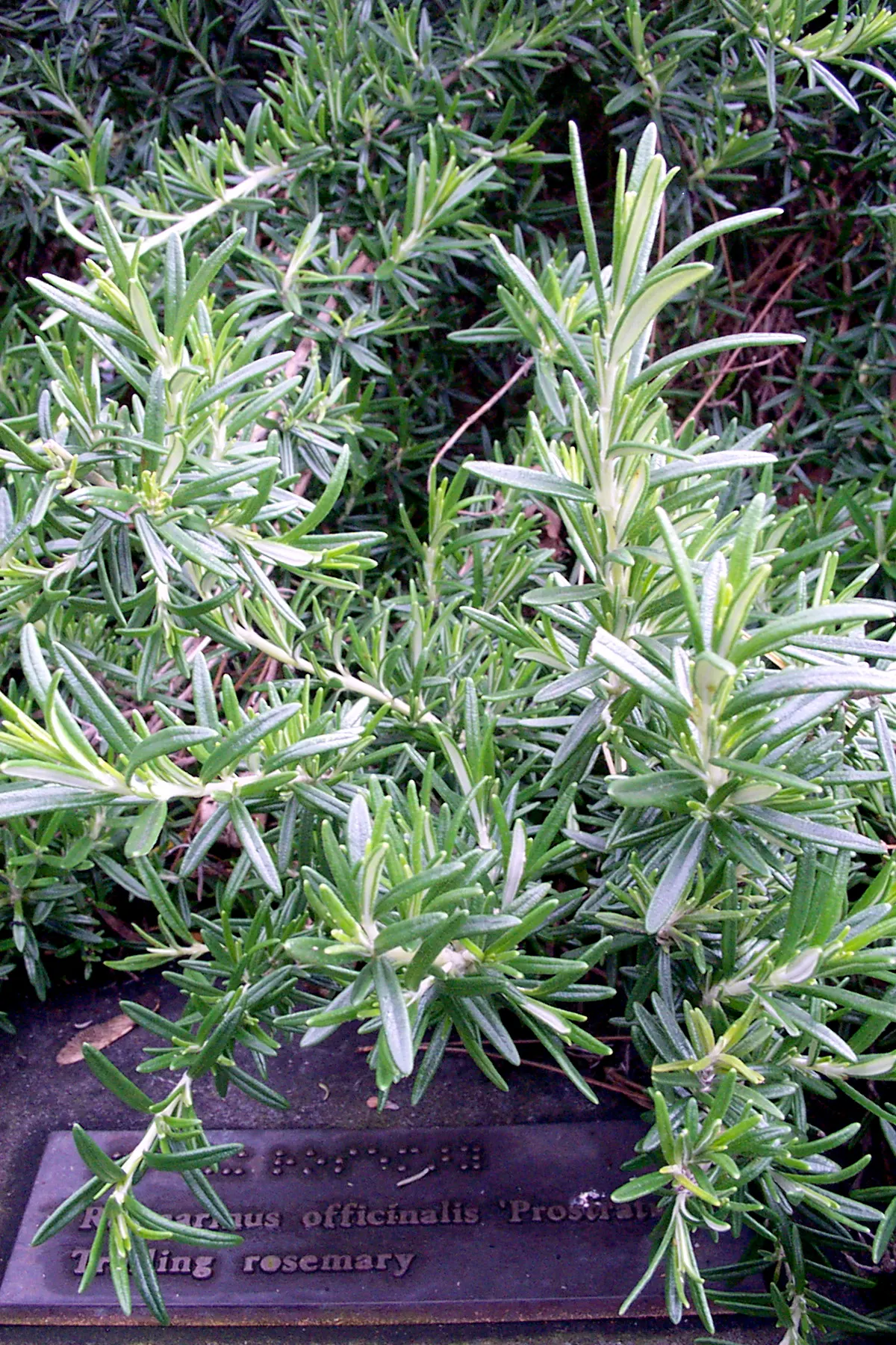 Prostrate Rosemary (Rosmarinus Officinalis 'Prostratus') — is a versatile evergreen that exemplifies both culinary and ornamental value