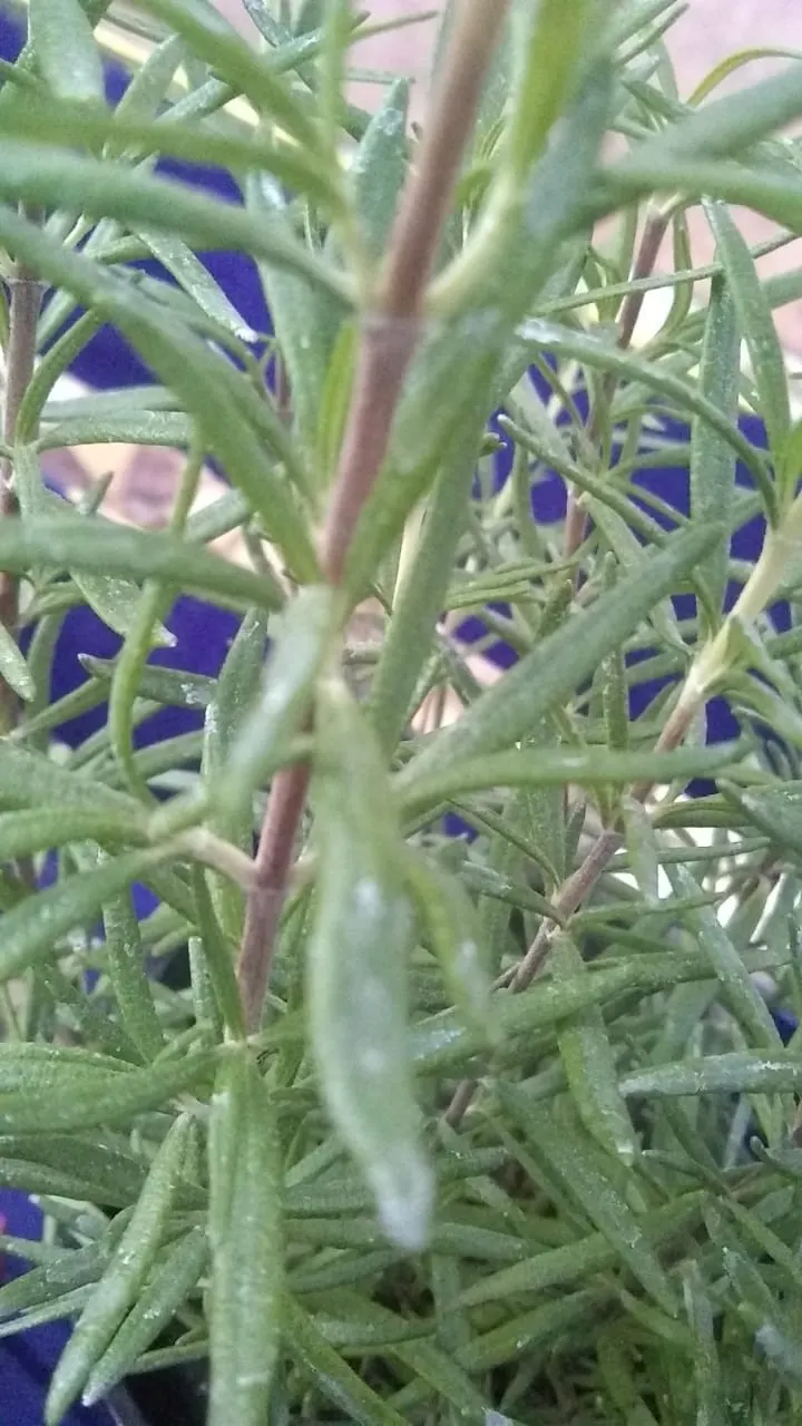 Prostrate Rosemary (Rosmarinus Officinalis 'Prostratus') — Growing up to 2 feet in height and capable of spreading 4 to 8 feet wide