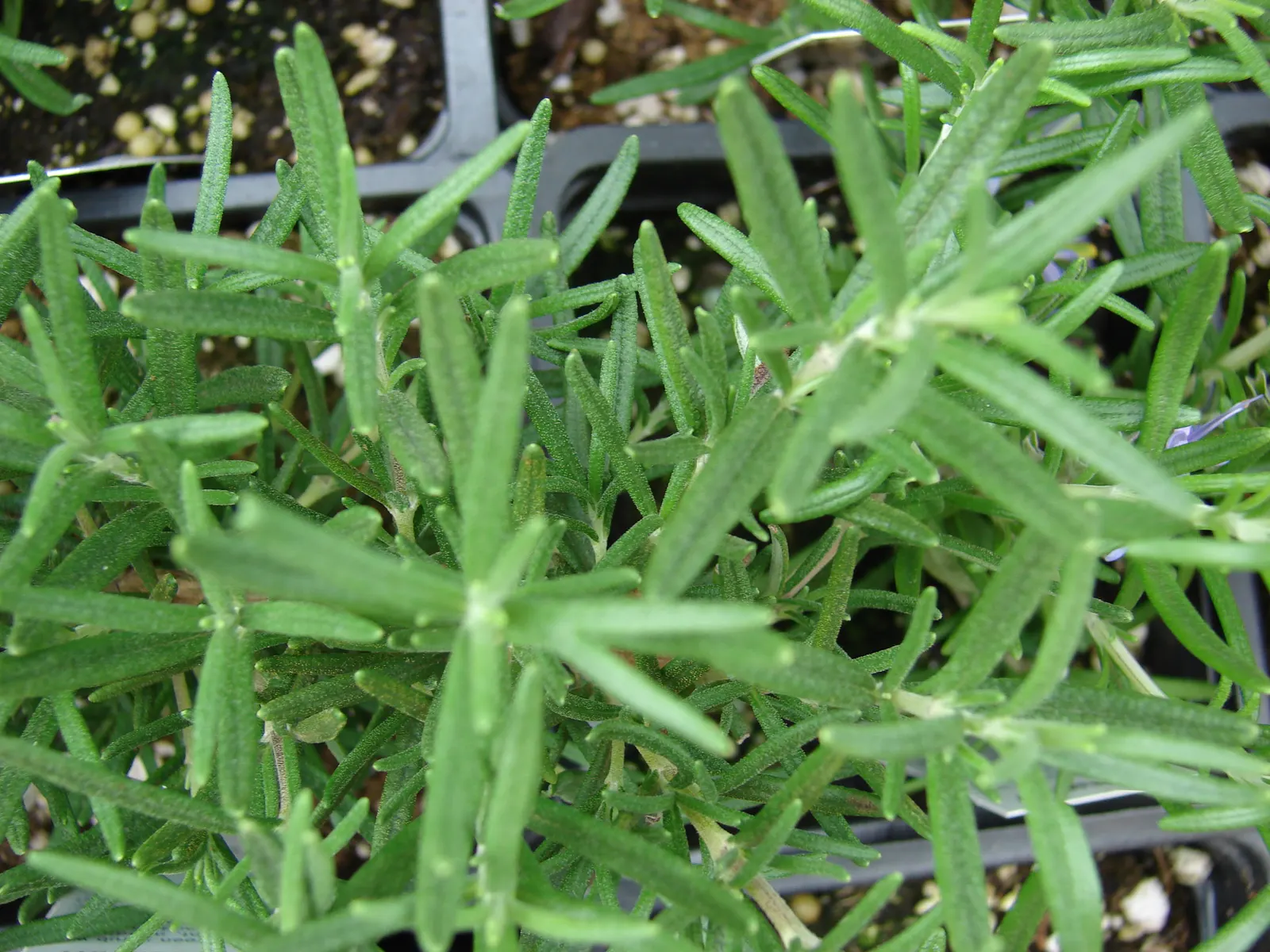 Prostrate Rosemary (Rosmarinus Officinalis 'Prostratus') — Its utilization extends beyond the aesthetic - as a culinary herb