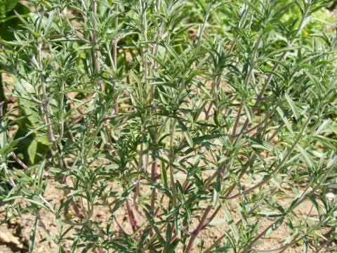 Prostrate Rosemary (Rosmarinus Officinalis 'Prostratus') — evergreen shrub with trailing branches reaching up to 2-3 feet wide