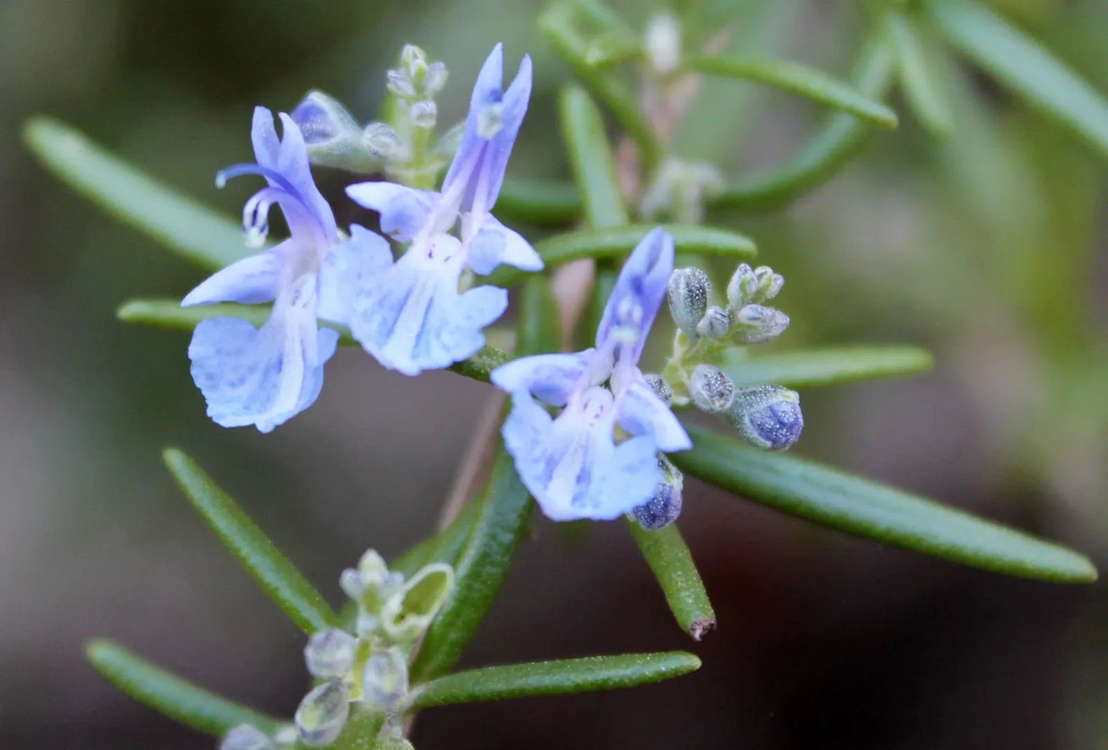 Prostrate Rosemary (Rosmarinus Officinalis 'Prostratus') — Prostrate Rosemary is largely untroubled by pests and diseases