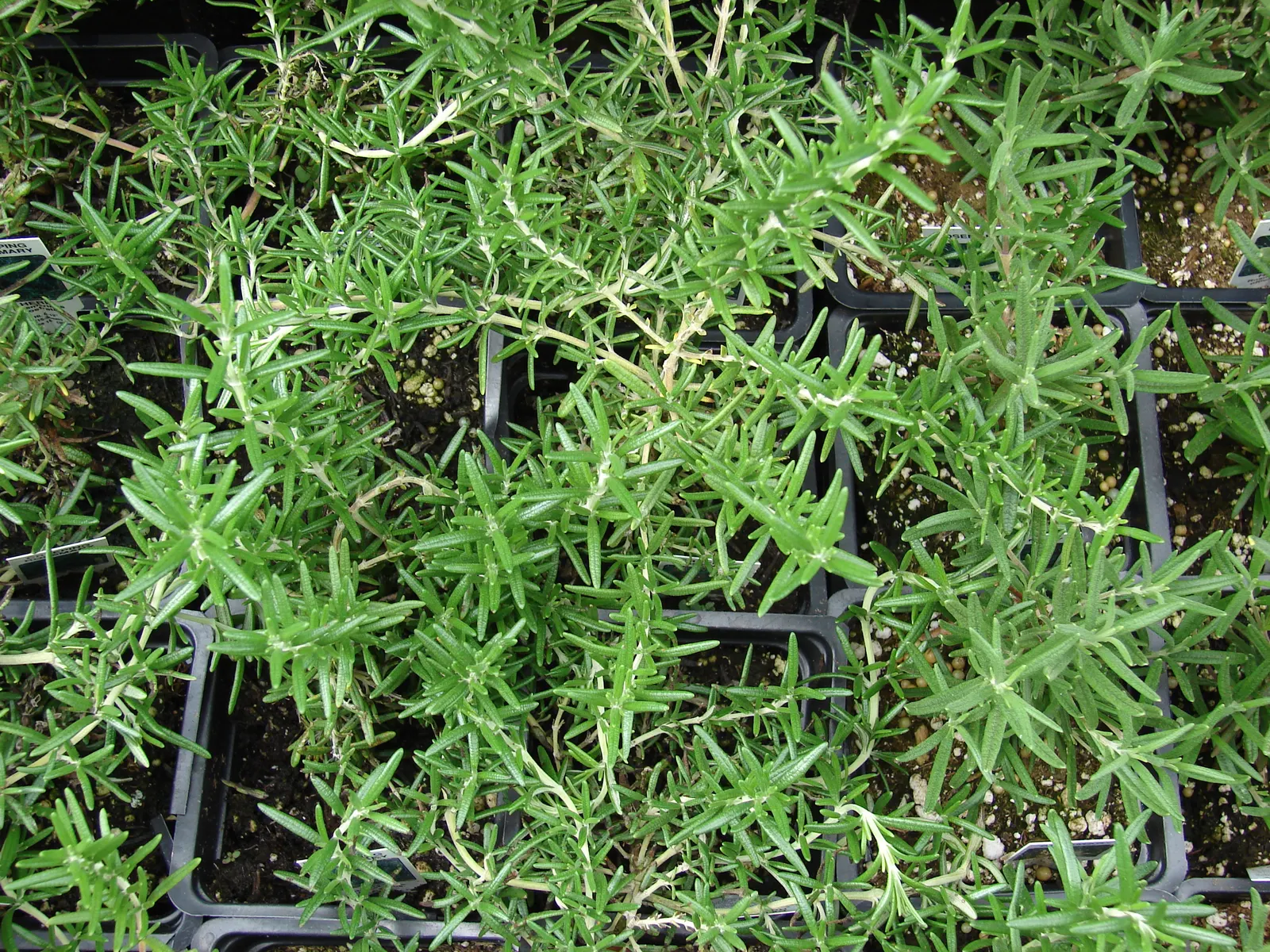 Prostrate Rosemary (Rosmarinus Officinalis 'Prostratus') — or as an accent in coastal settings