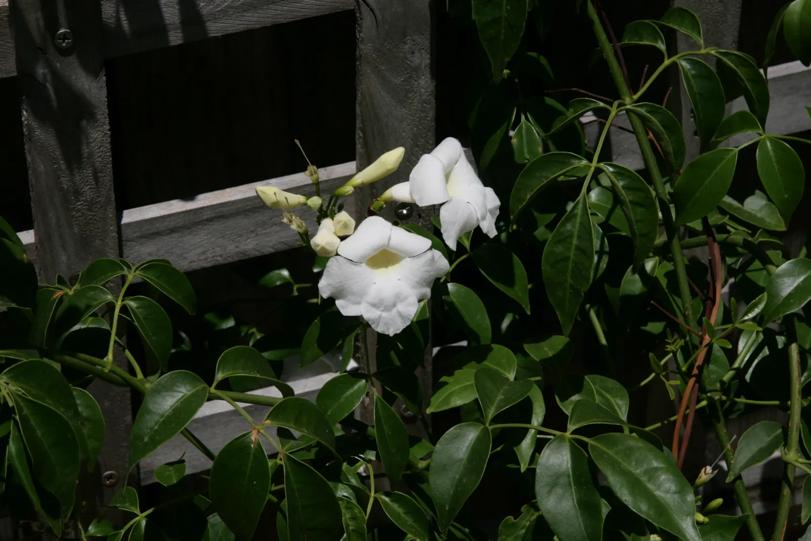 Lady Di Bower Vine (Pandorea Jasminoides 'Lady Di') — is a vigorous climber with glossy green foliage