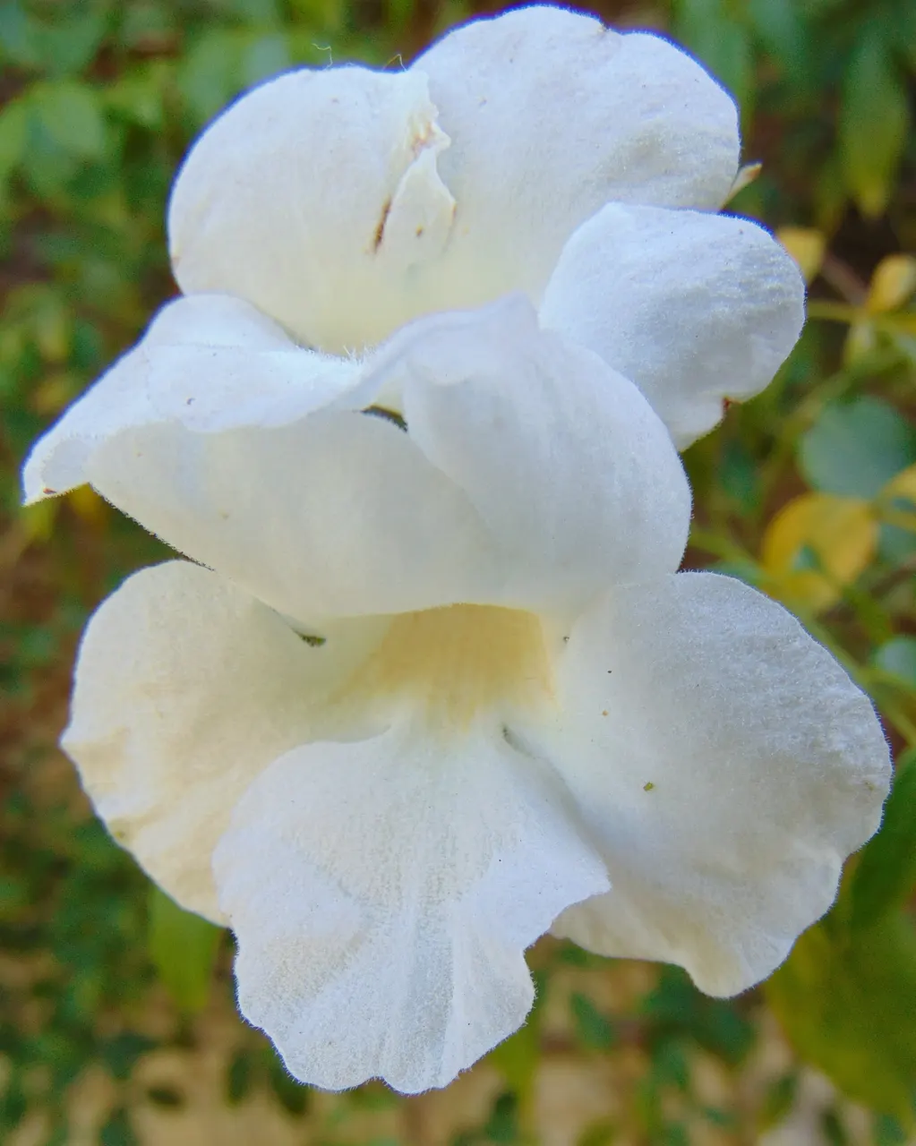 Lady Di Bower Vine (Pandorea Jasminoides 'Lady Di') — commonly known as the Lady Di Bower Vine