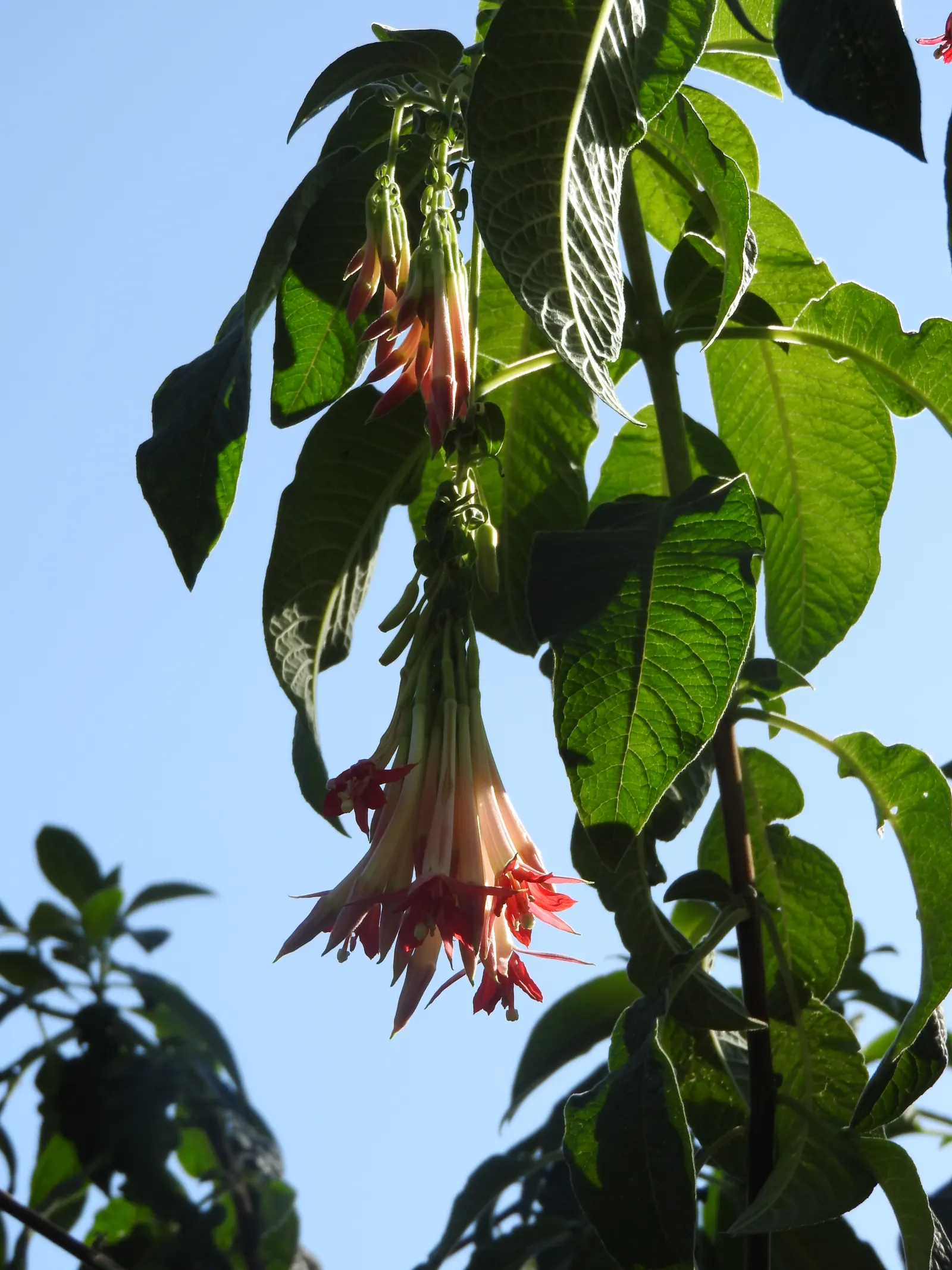 Bolivian Fuchsia (Fuchsia Boliviana) — Celebrated for its drooping clusters of red-pink, tubular flowers, it blooms continuously from summer to fall
